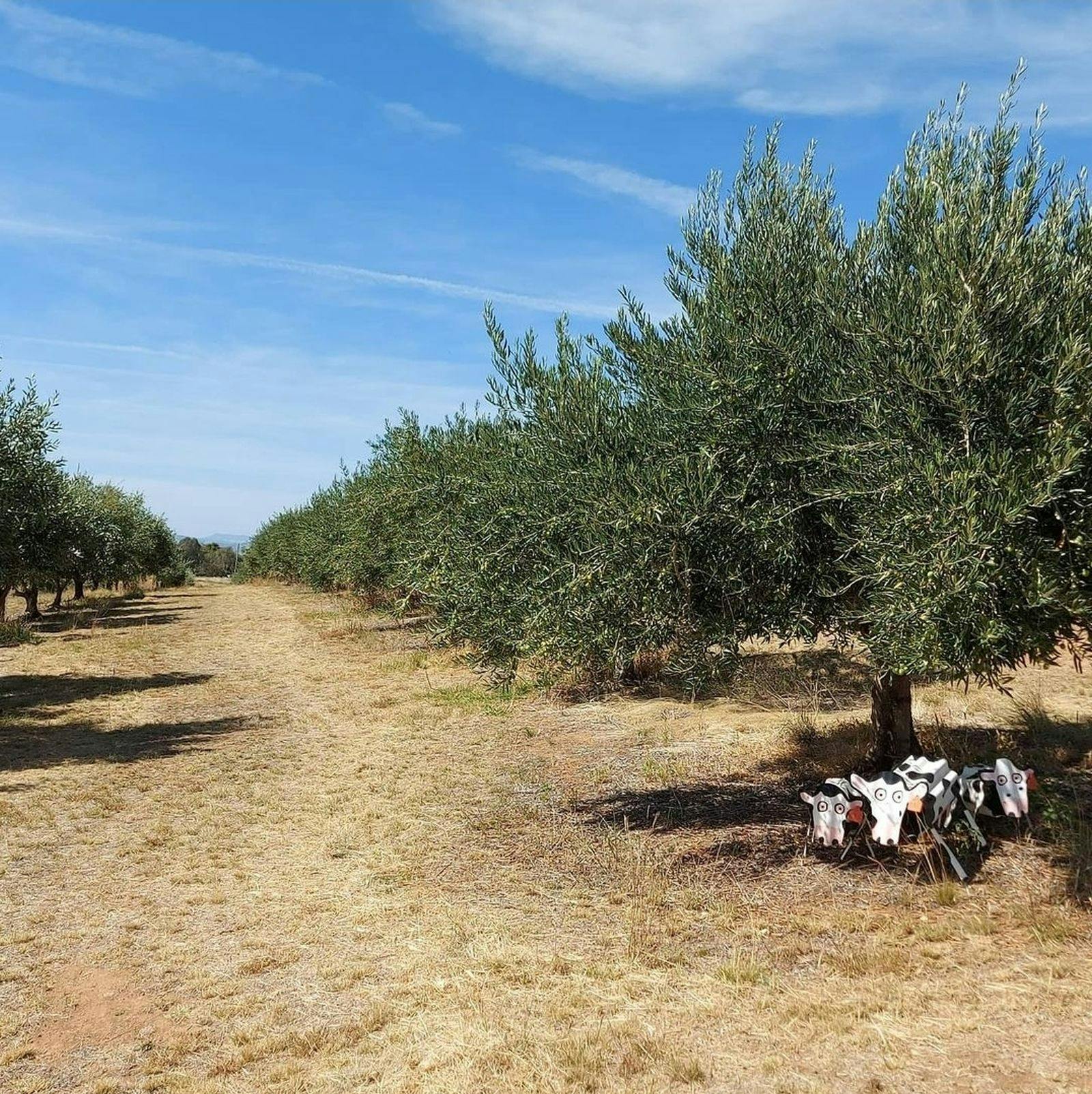 Blue Skies at Gooramadda Olive Grove