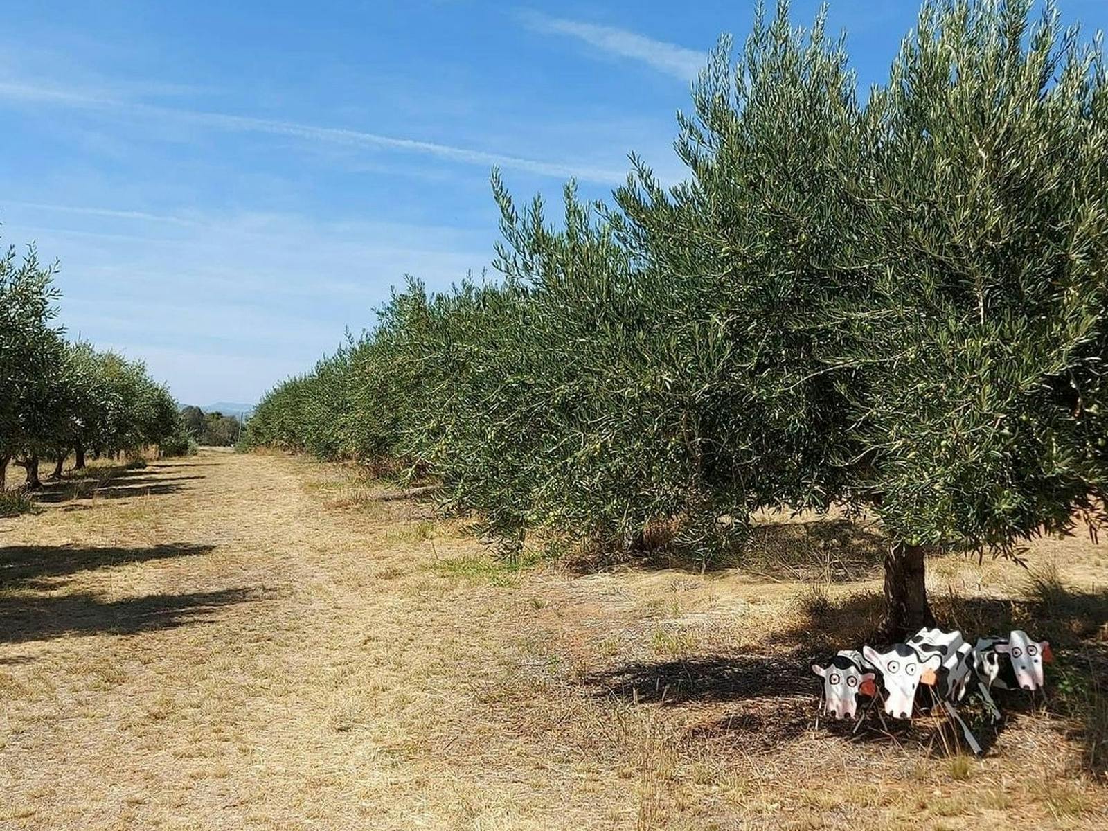 Blue Skies at Gooramadda Olive Grove