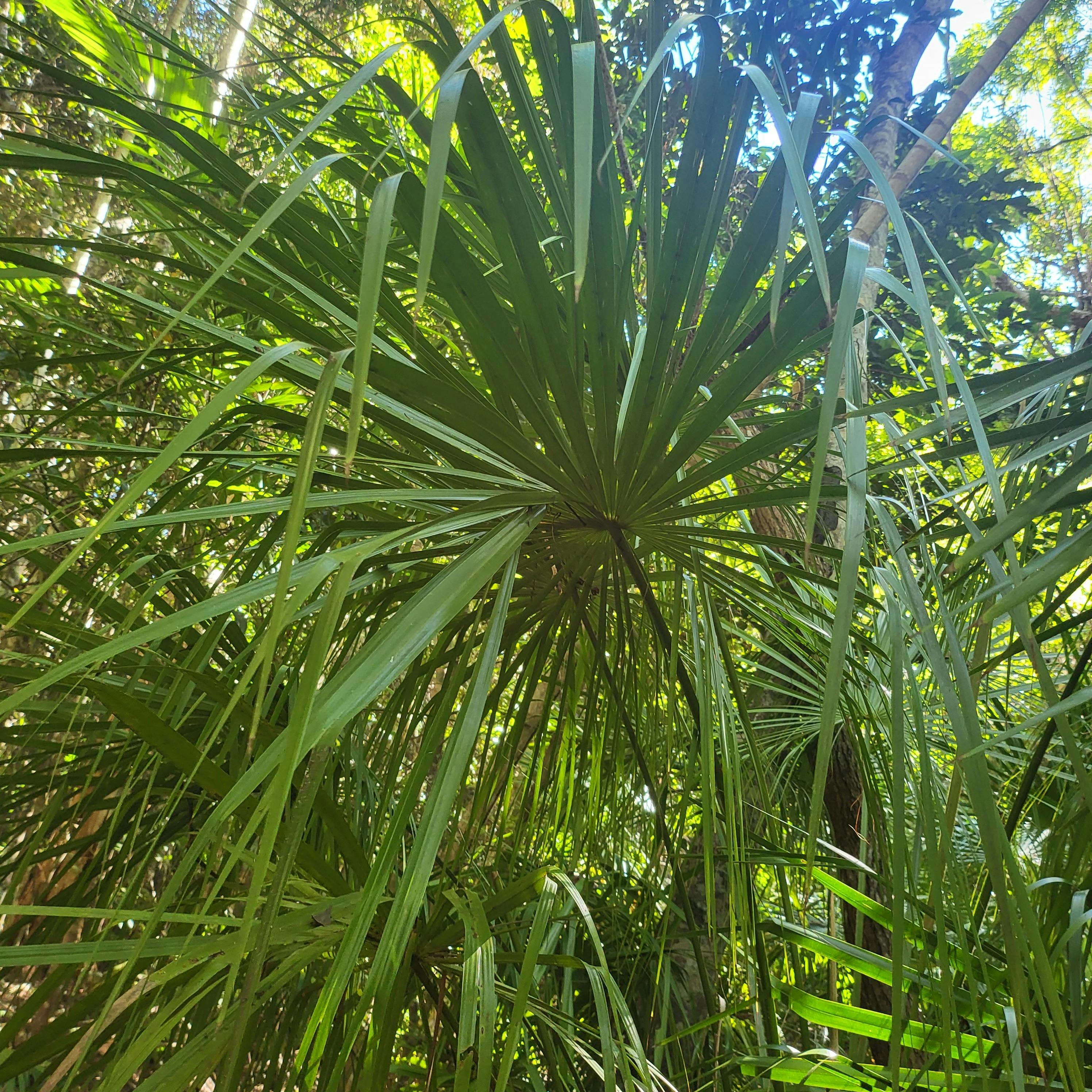 Cabbage Tree Palm
