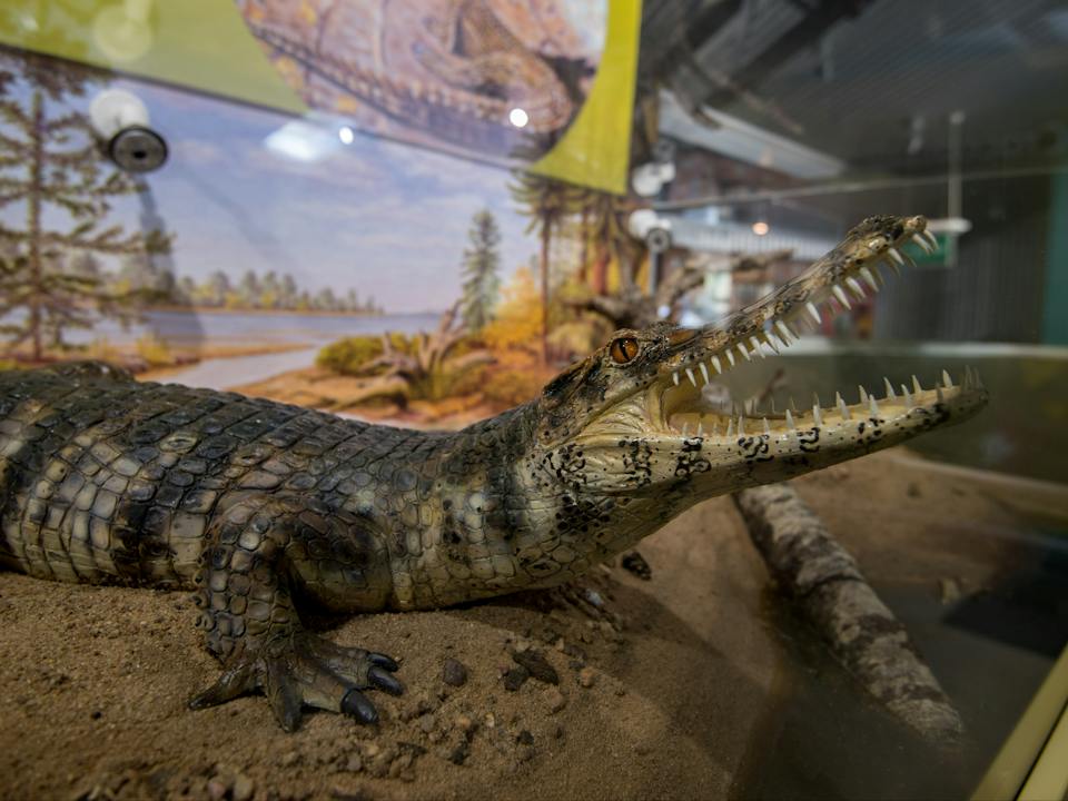 "Isisfordia Duncani" Oldest Modern Crocodile