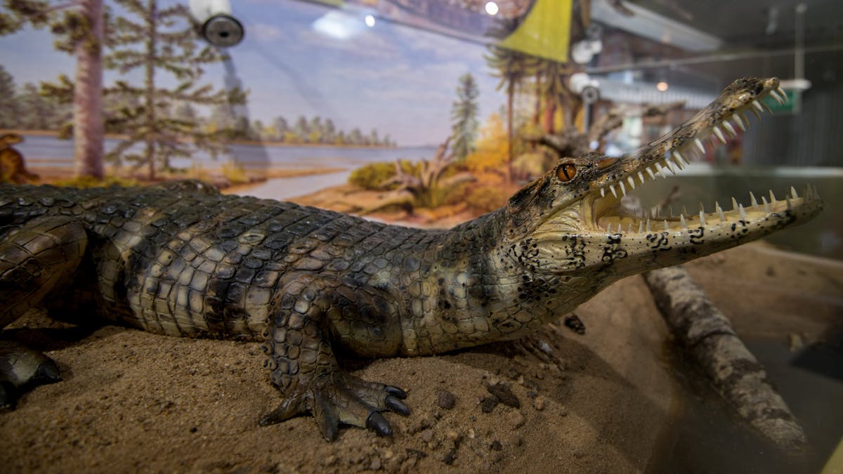 "Isisfordia Duncani" Oldest Modern Crocodile