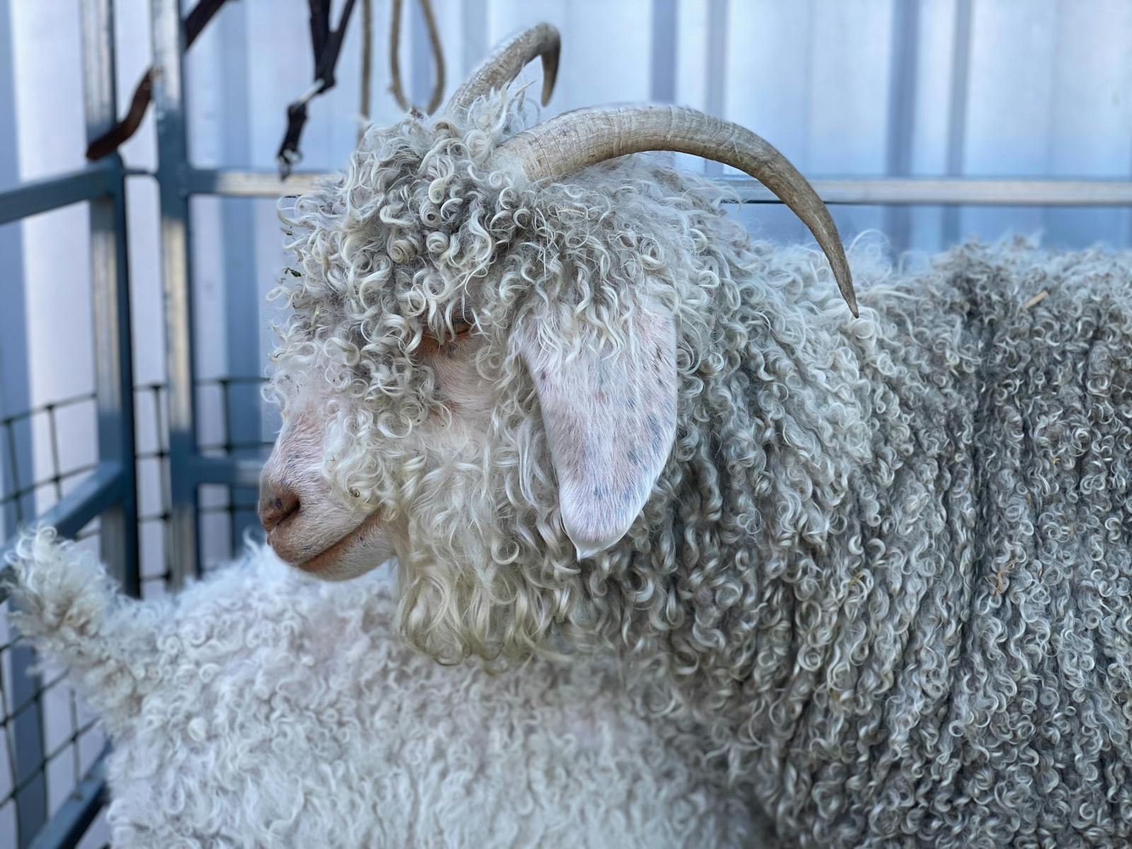 A profile of an angora goat, with tightly coiled fleece and horns curling back over its head.over it