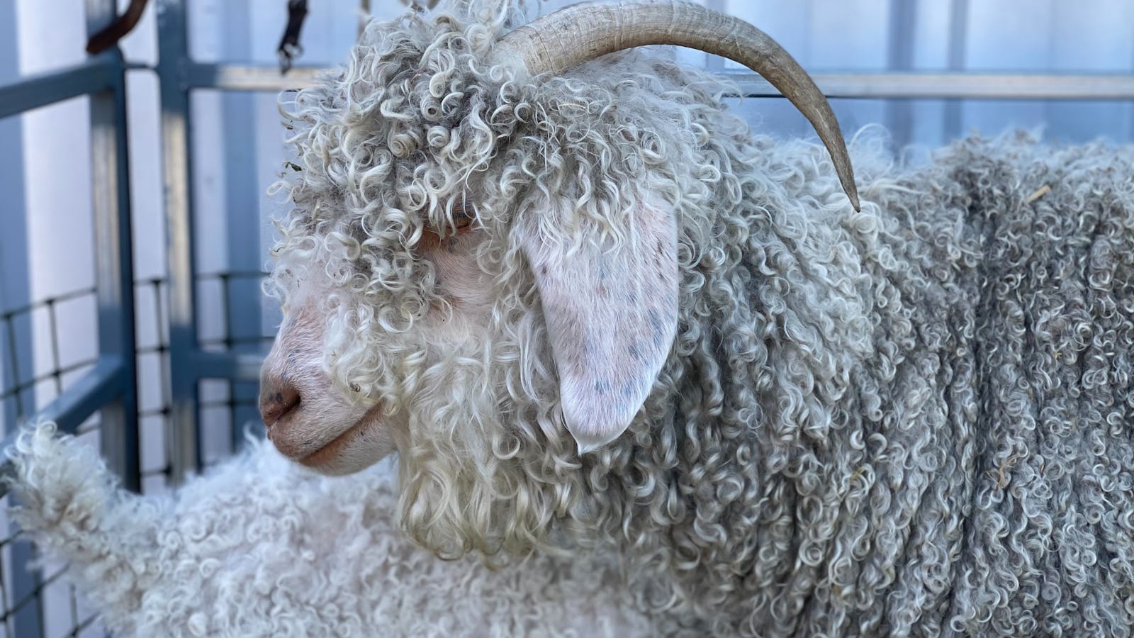 An Angora goat on display