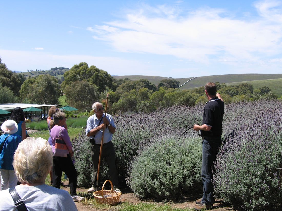 Lyndoch Lavender Farm Guided Tour, Tour Service South Australia