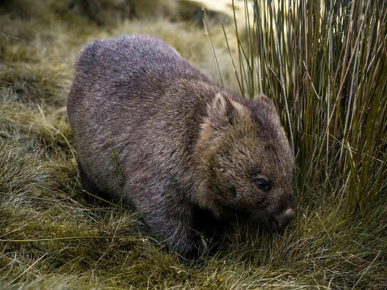 australia_tasmania_cradle-mountain_wombat