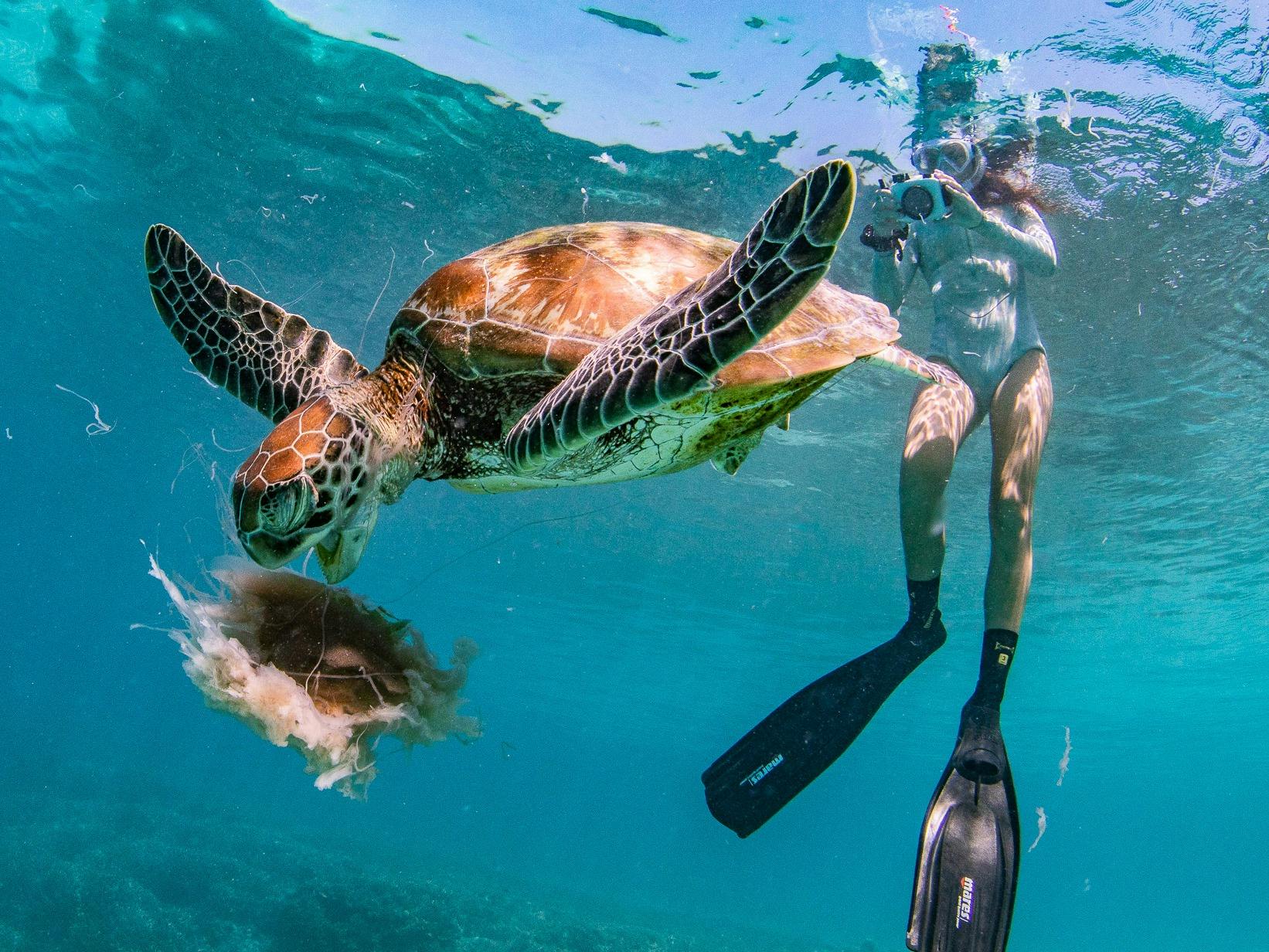 Snorkel with Wild Sea Turtles at Cook Island – Gold Coast & Tweed