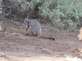 Brachina Gorge - Flinders Ranges, South Australia