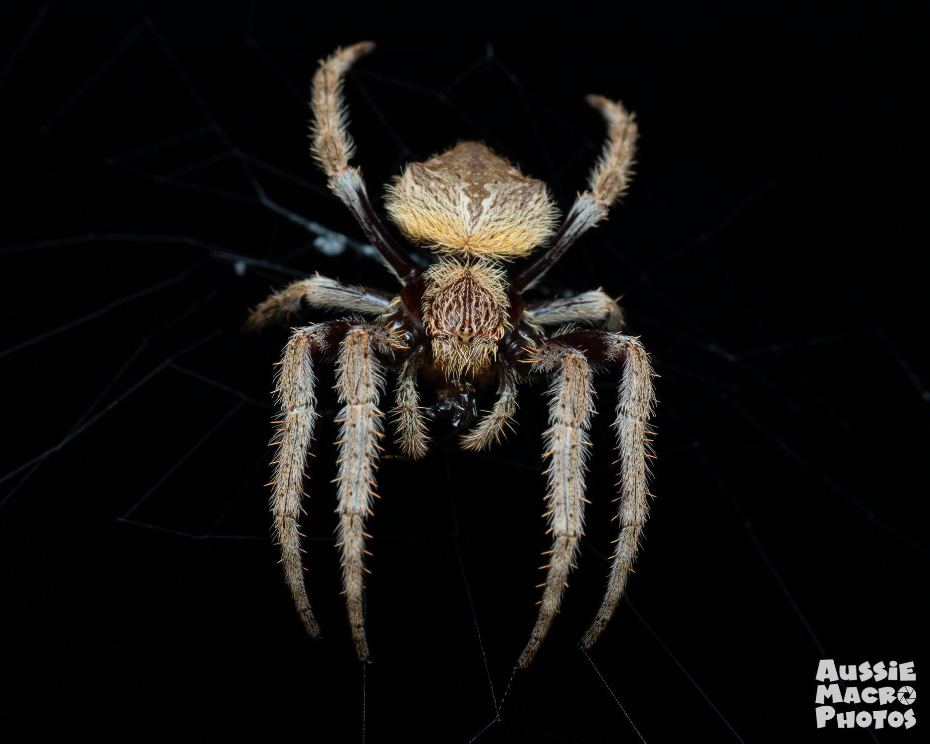Garden Orb Weavers happily sit on their webs ready for their next meal
