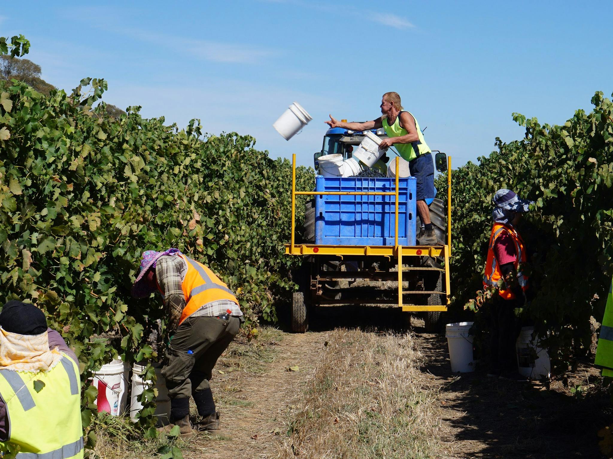 Hand picking grapes