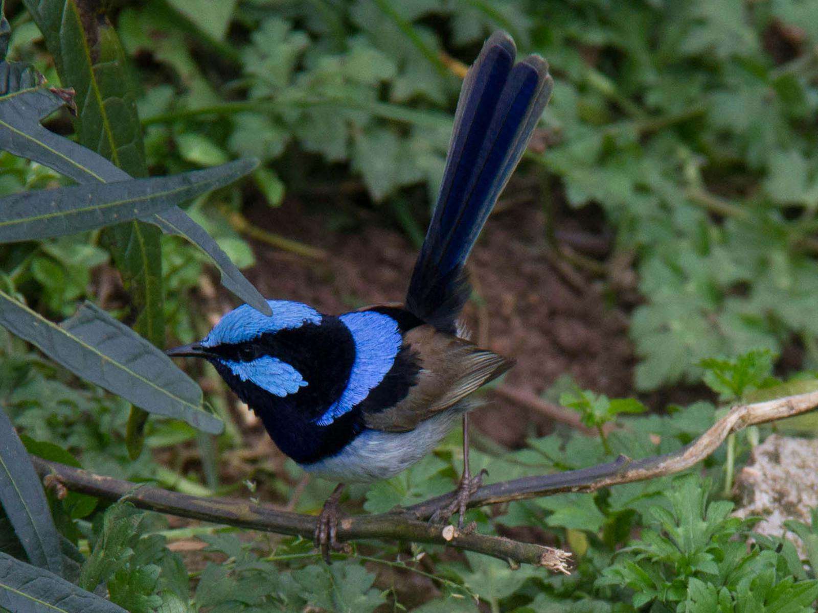 male fairywren in the bushes