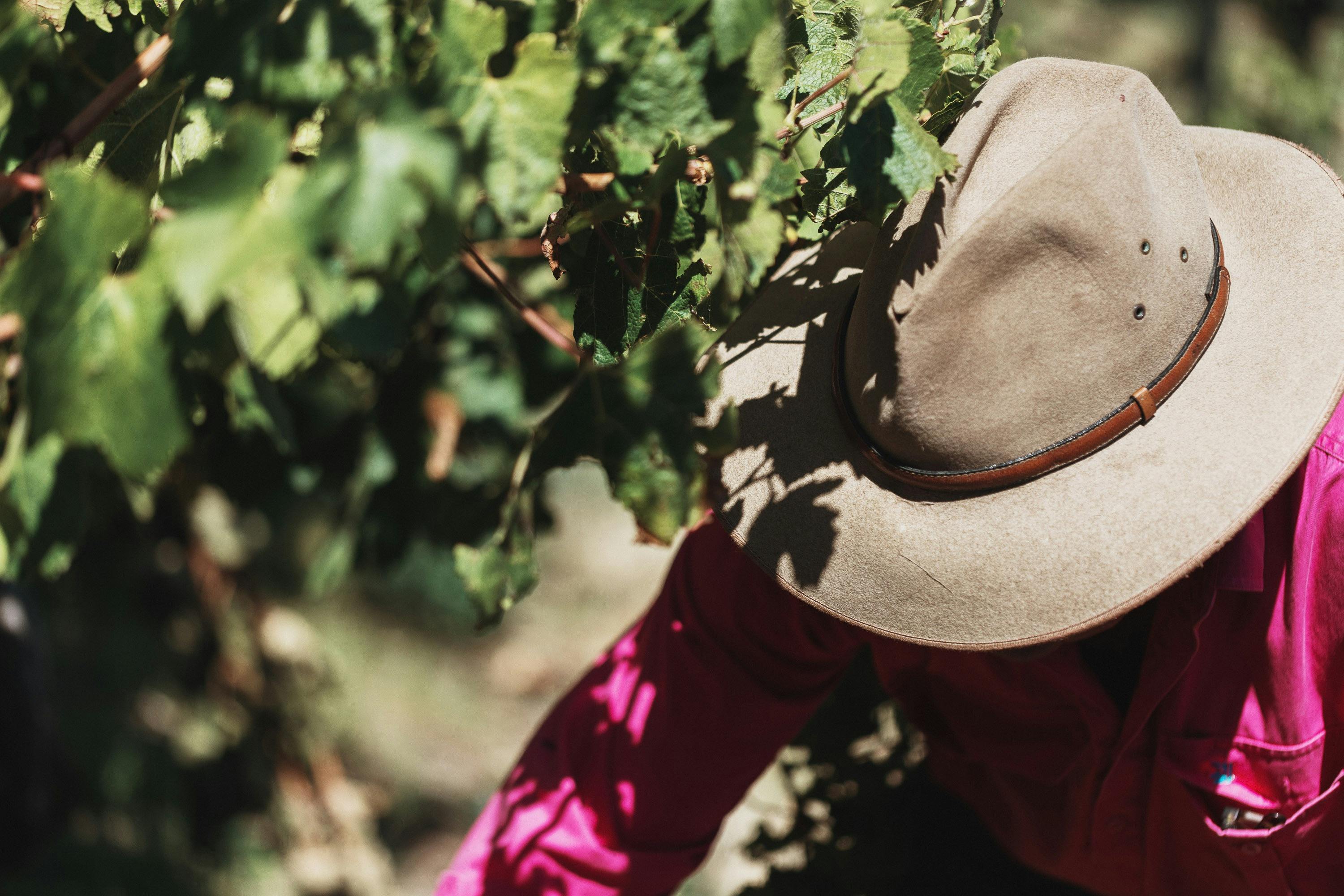 Ox Hardy Wines