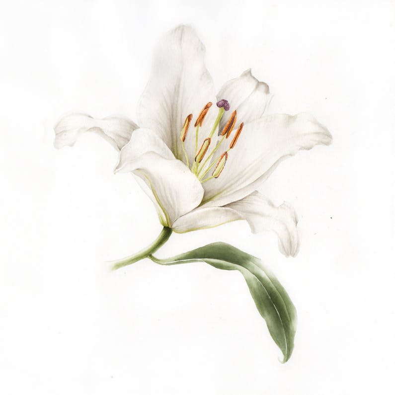 Image of the event 'Botanical Art - Flowers from Photographs'