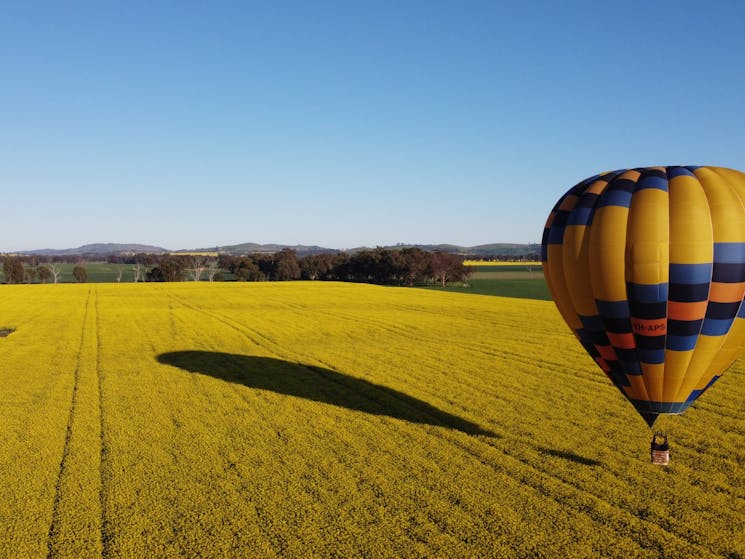 hot air balloon flying just above the canola paddock