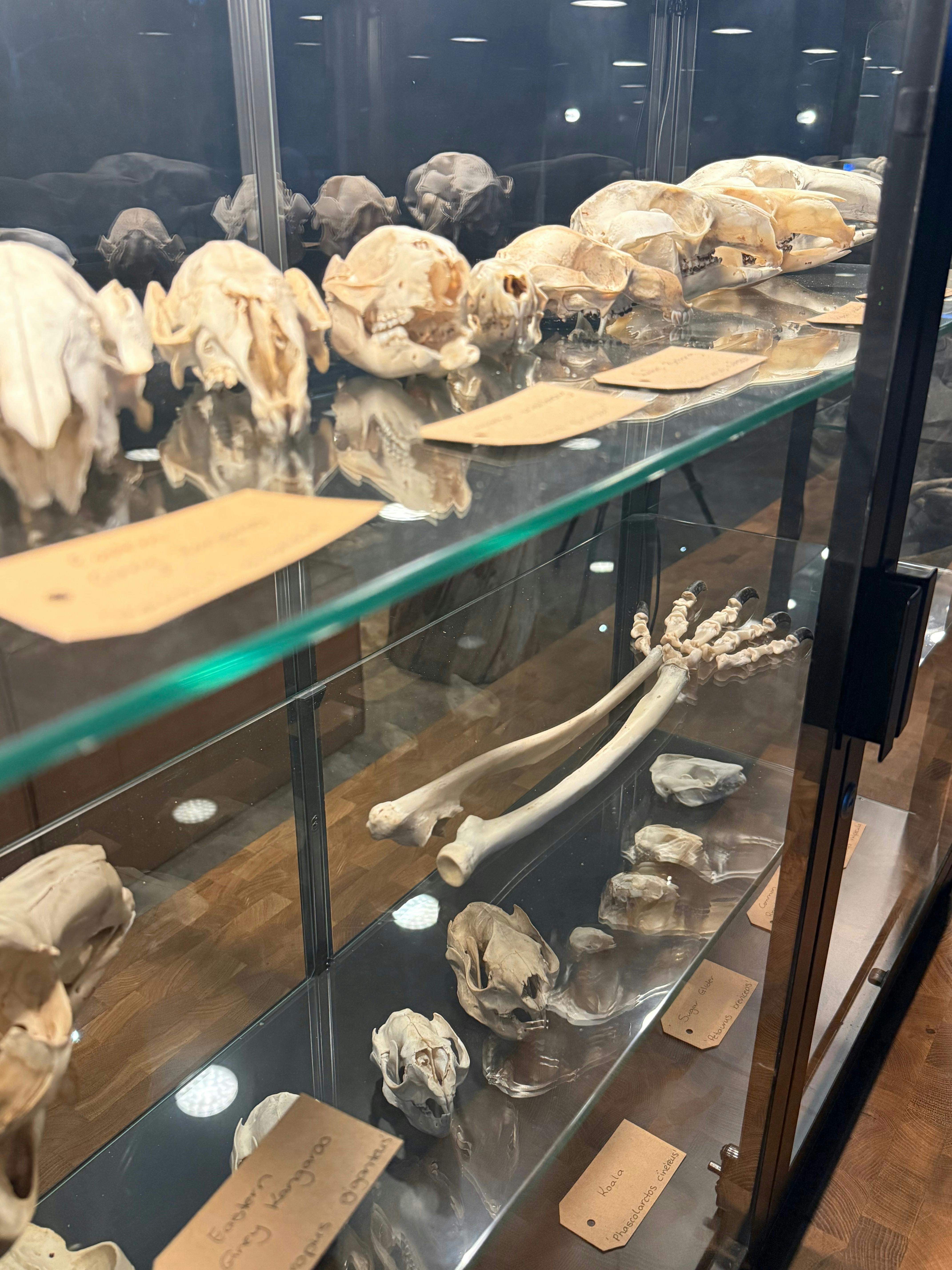 박물관 공간에 있는 모든 품목을 보고 만져보고 3D로 인쇄된 쿼울 두개골을 집으로 가져가보세요.