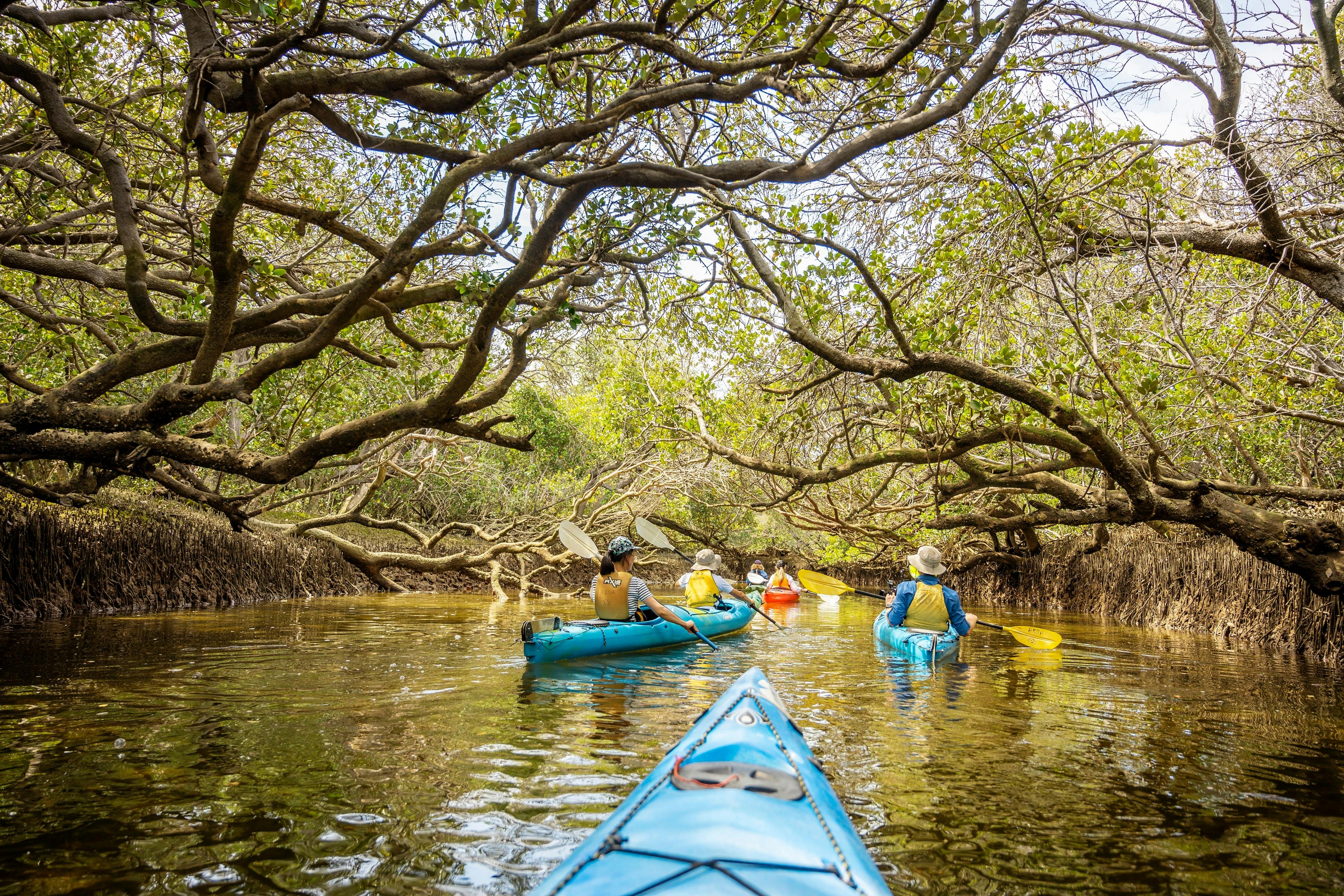 Mangrove lined creeks