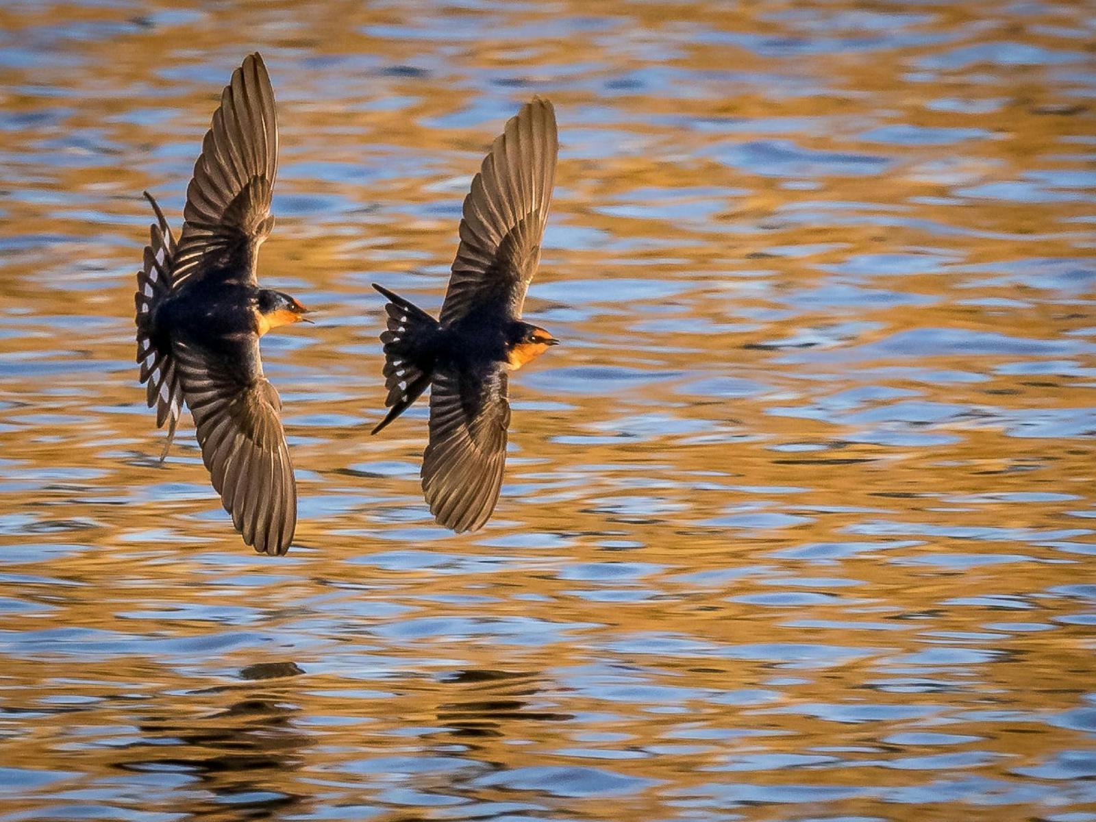 Image for Learn from the Expert - Bird Photography