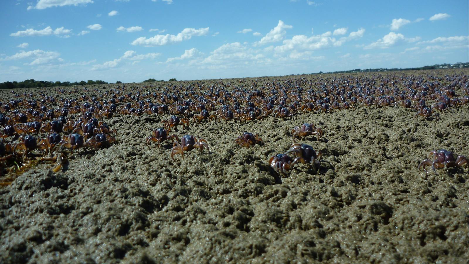 Crabs Barwon River