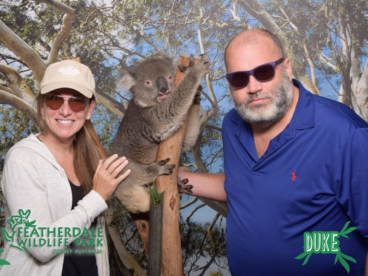 Koala Cuddle in Sydney