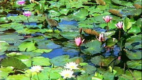 Mt Coot-tha Tourist Drive