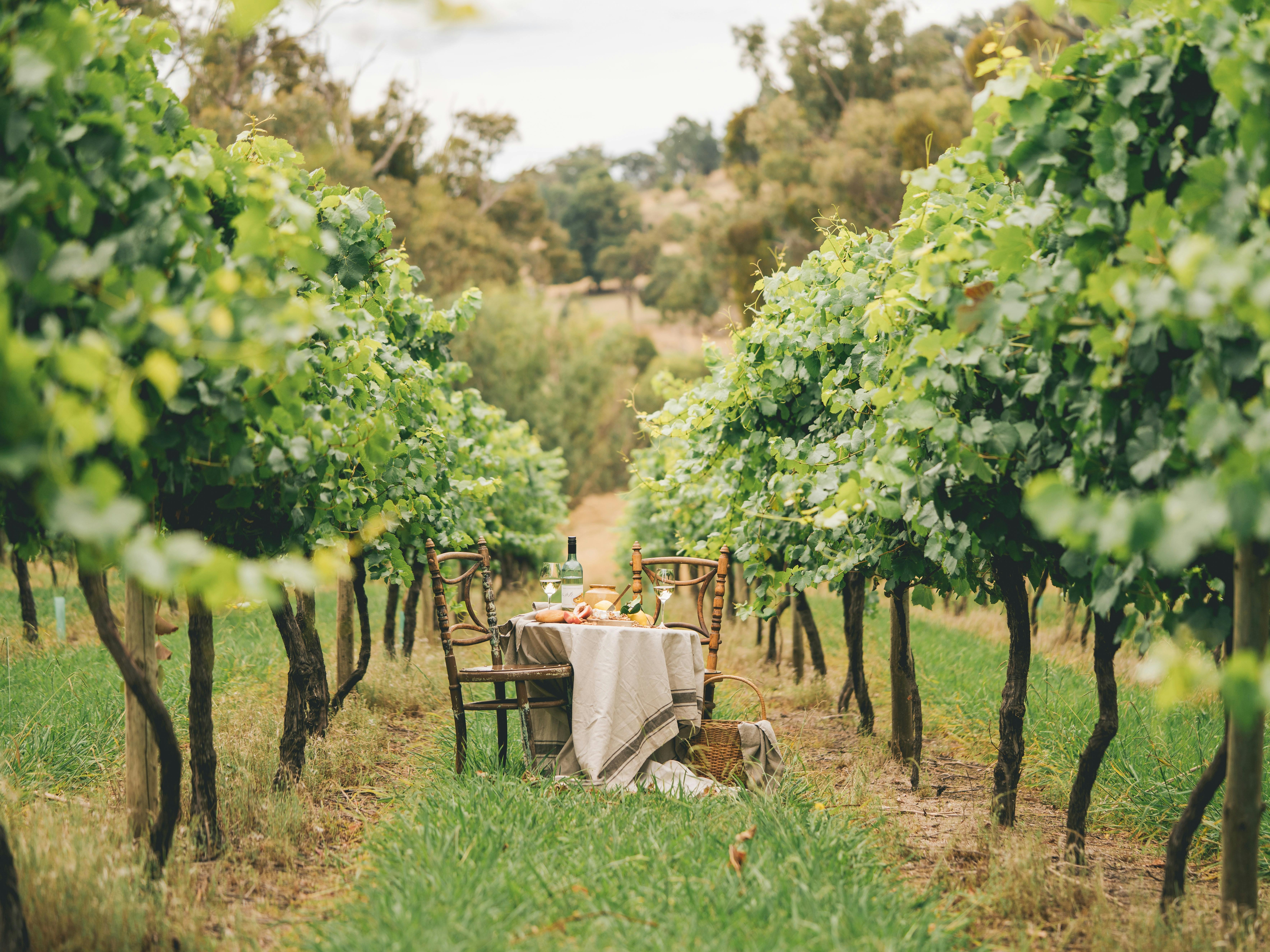 Mount Tumbarumba Vineyard