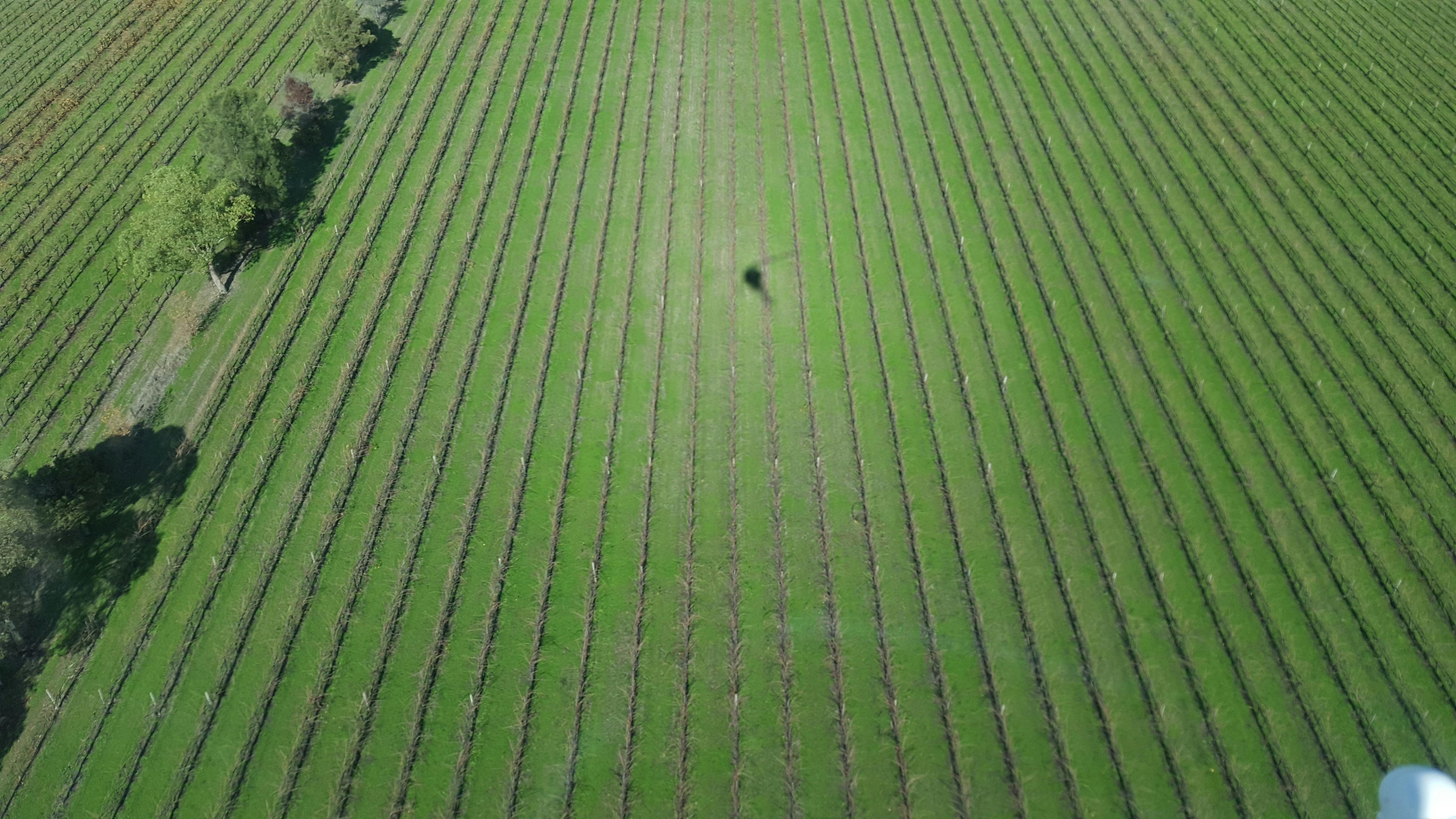 beautiful shadows helicopter vines