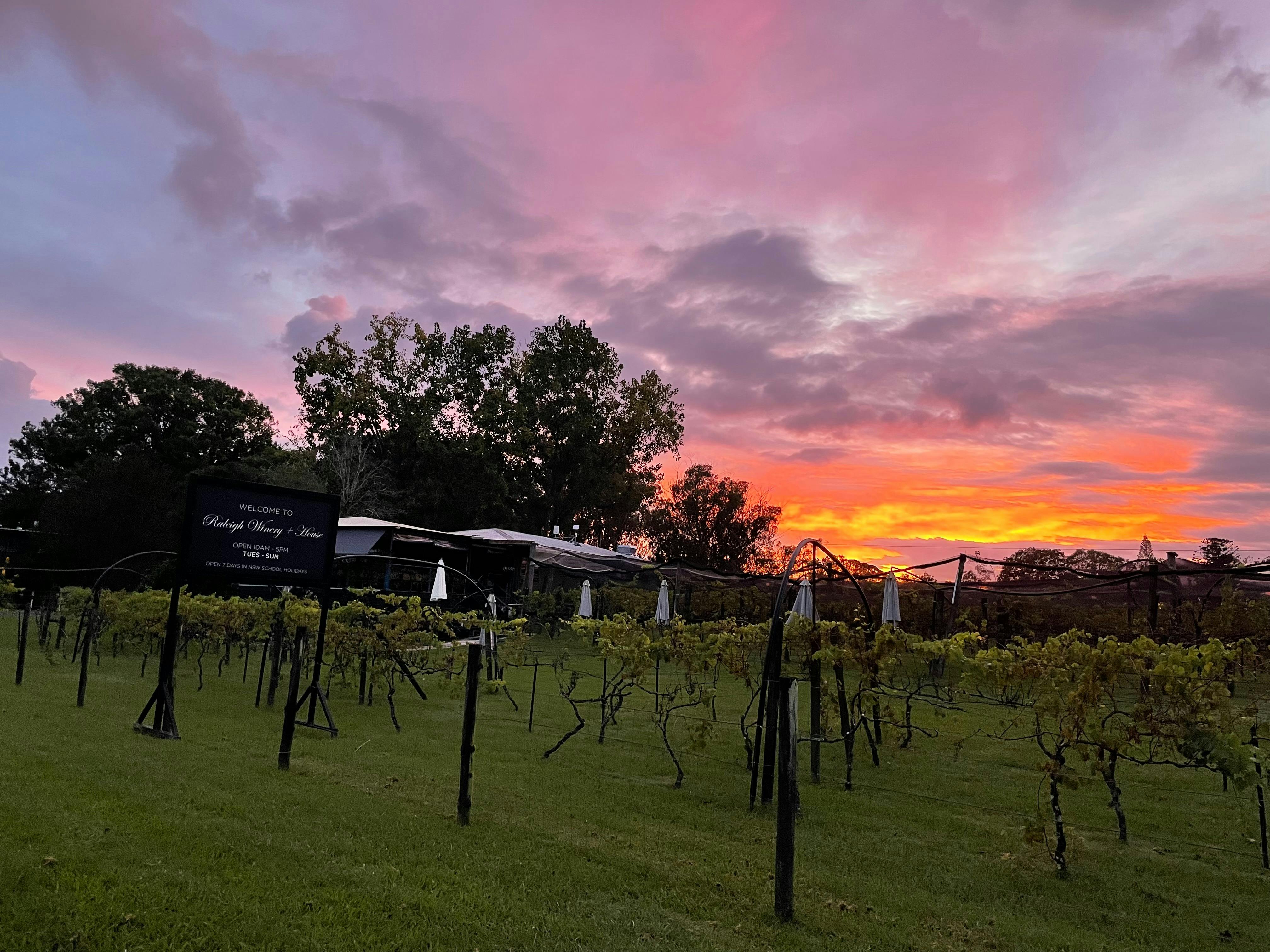 Early starts at the Vineyard