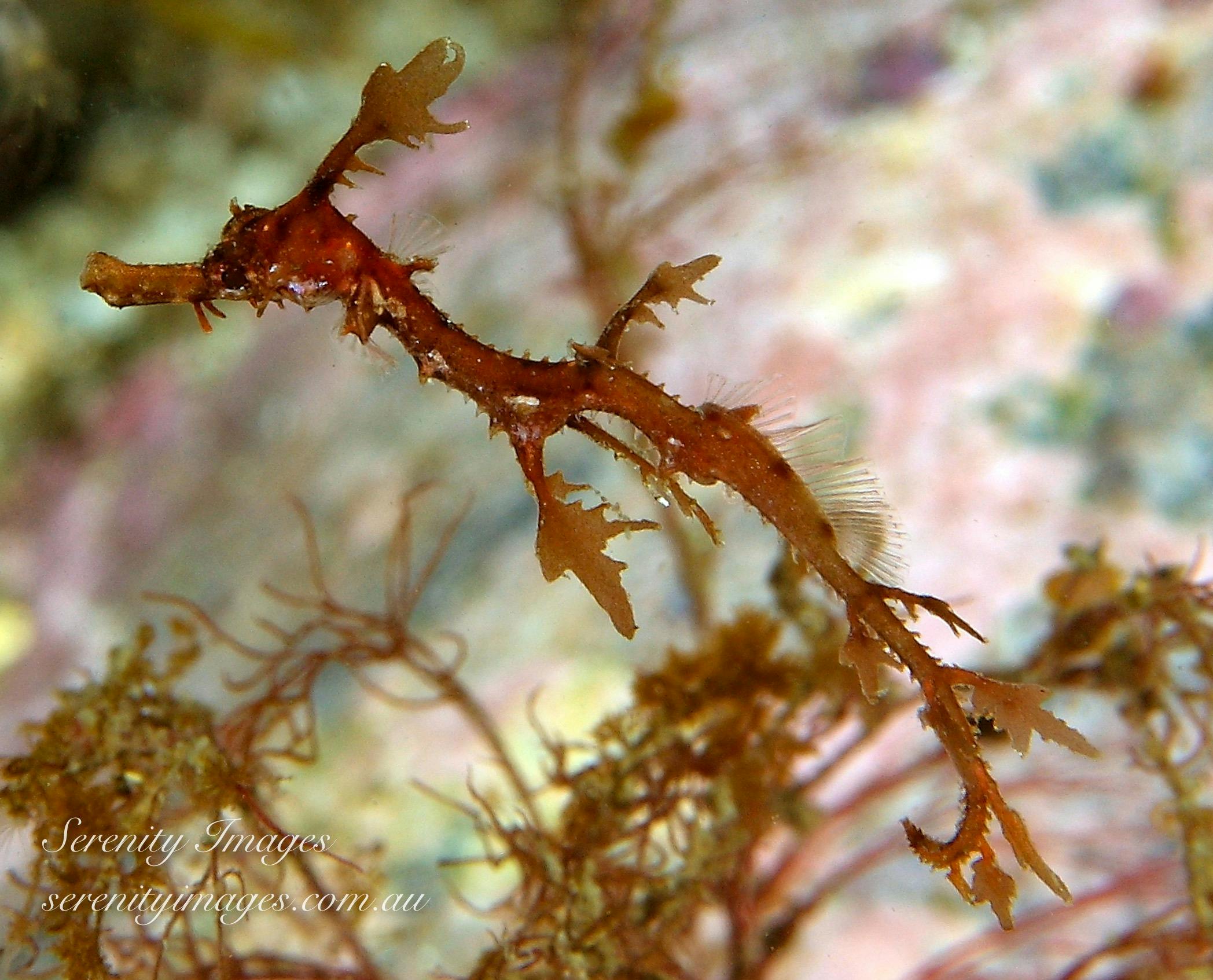 Weedy Sea Dragon