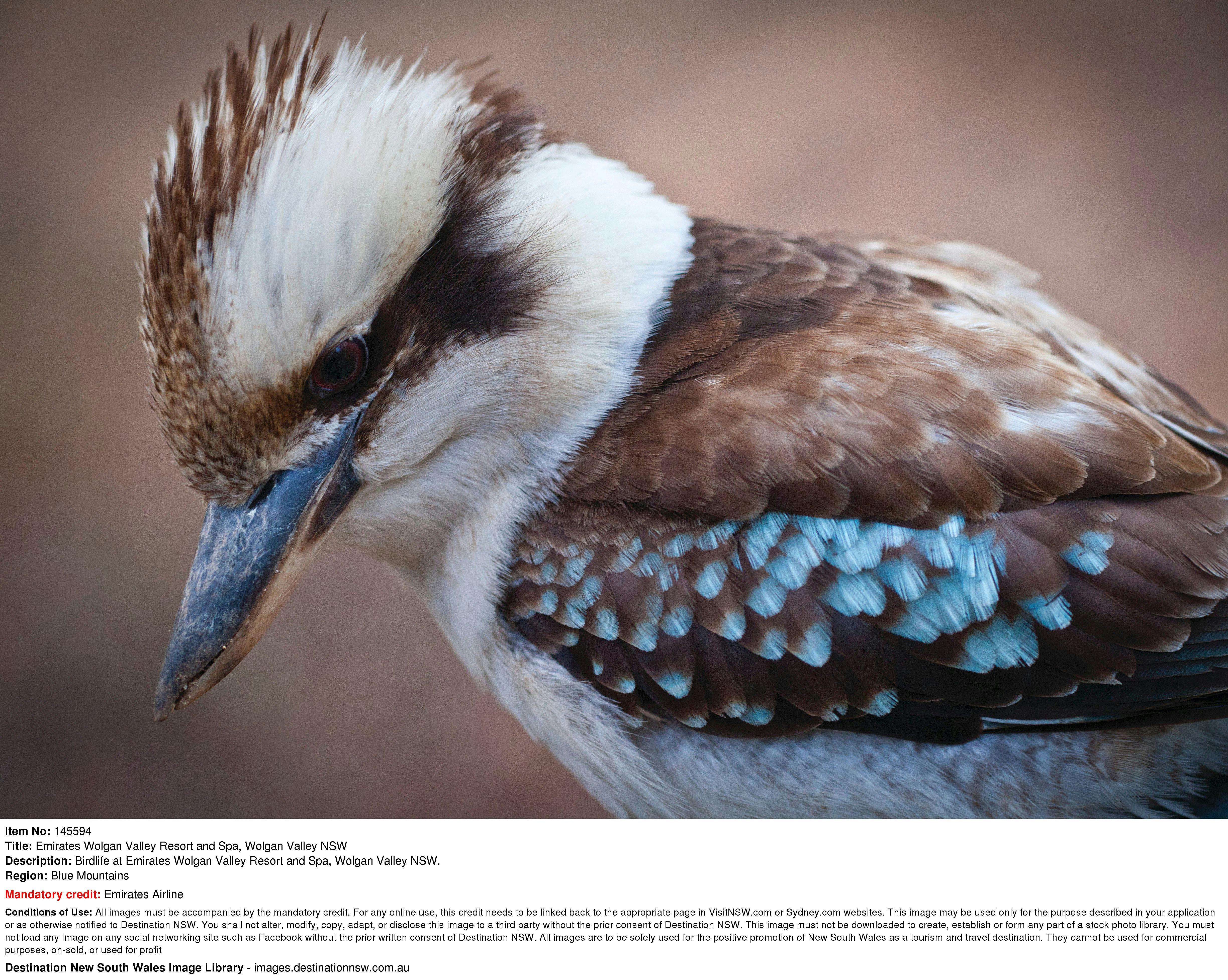 野生動物之旅澳大利亞 澳大利亞動物 野生動物 自然 鳥類 叢林 徒步旅行