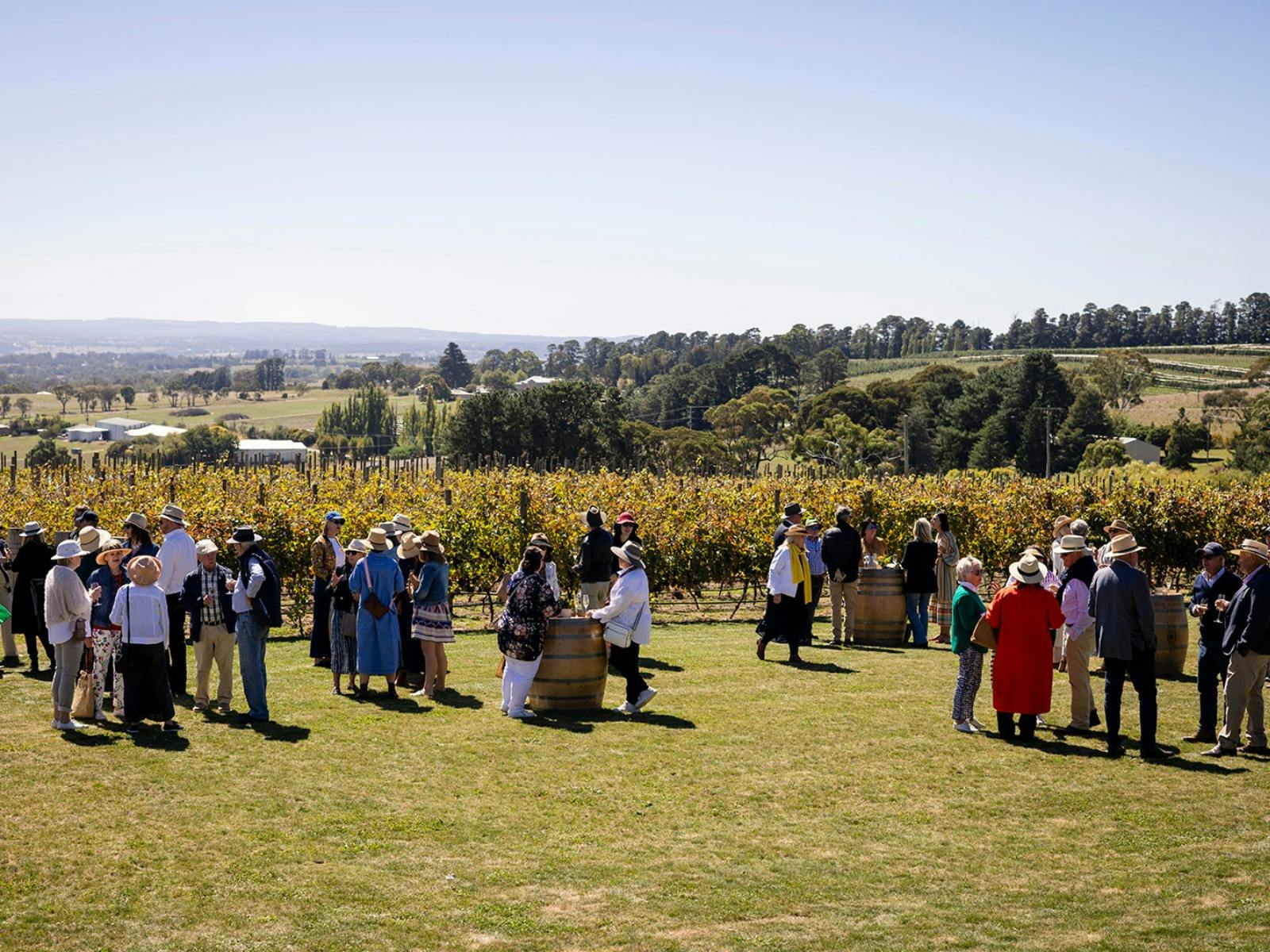 Harvest Lunch in the Vines