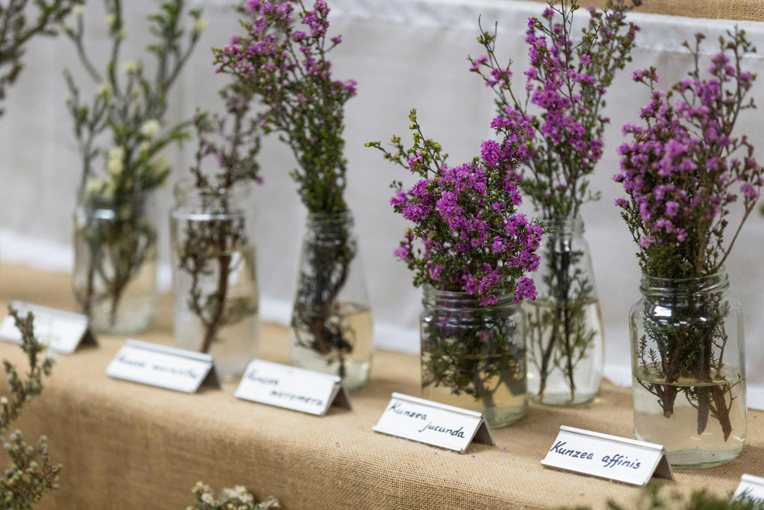 Ongerup Wildflower Display