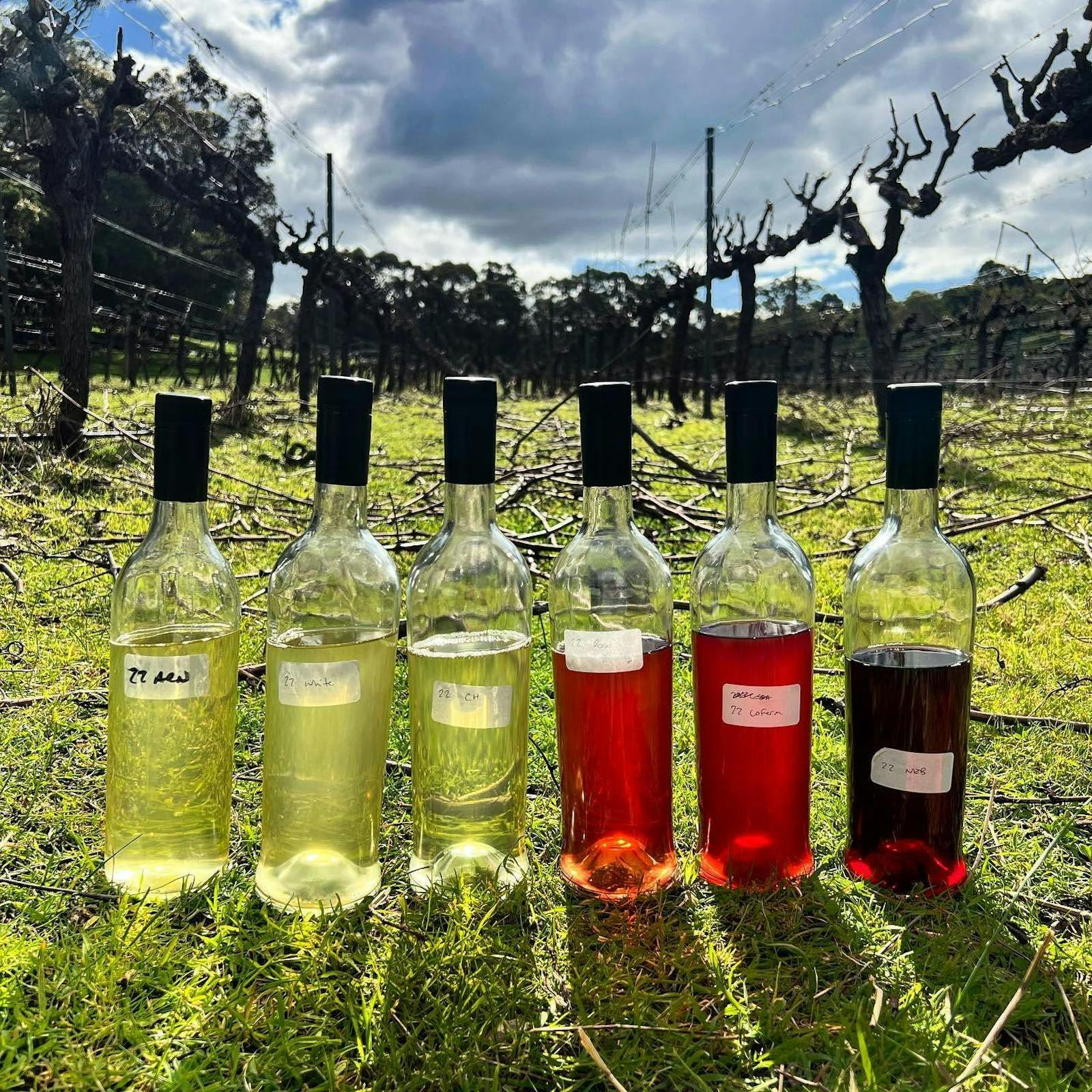 Skigh Wines