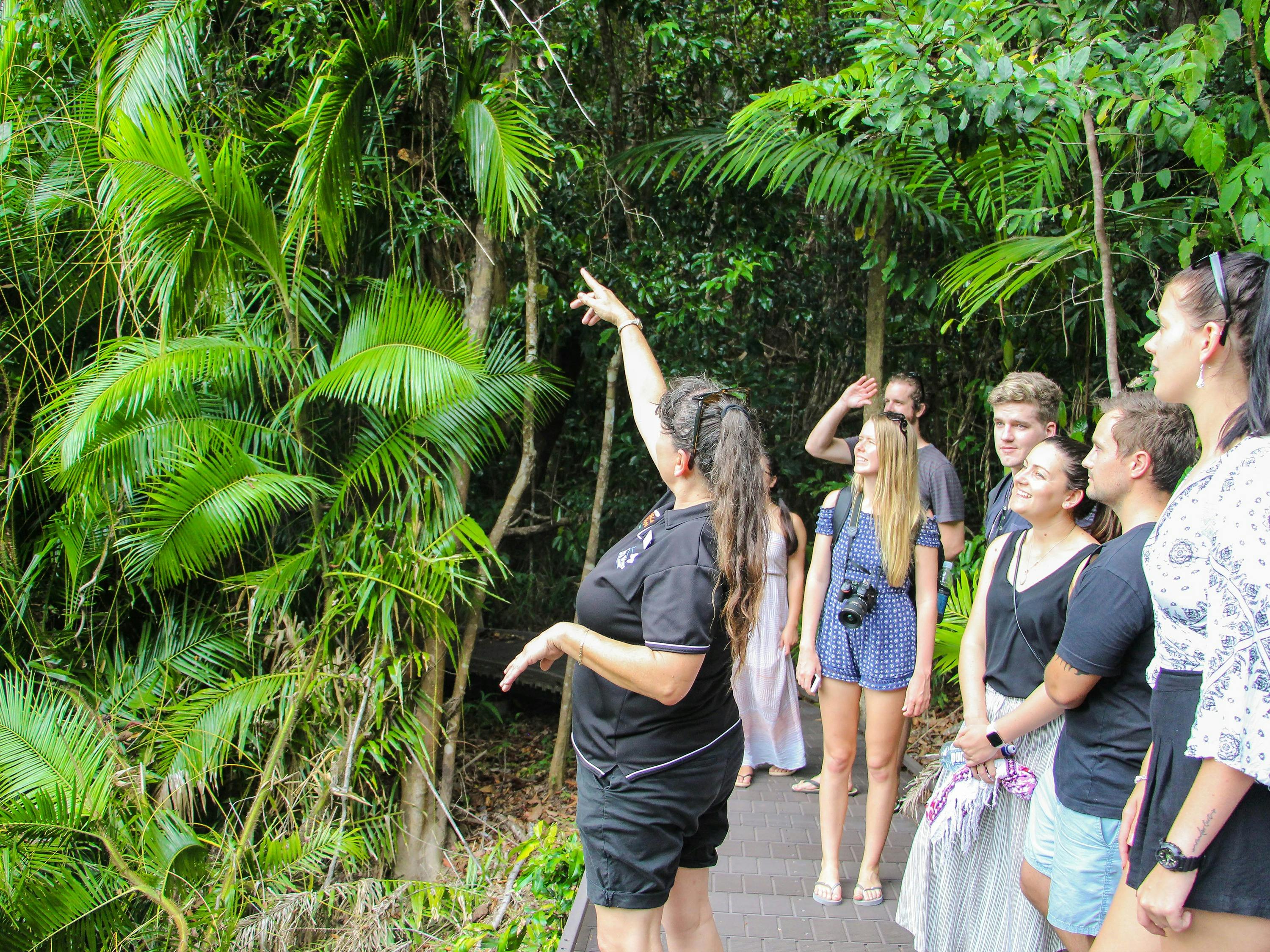 daintree rainforest guided boardwalk tour jungle tours and trekking