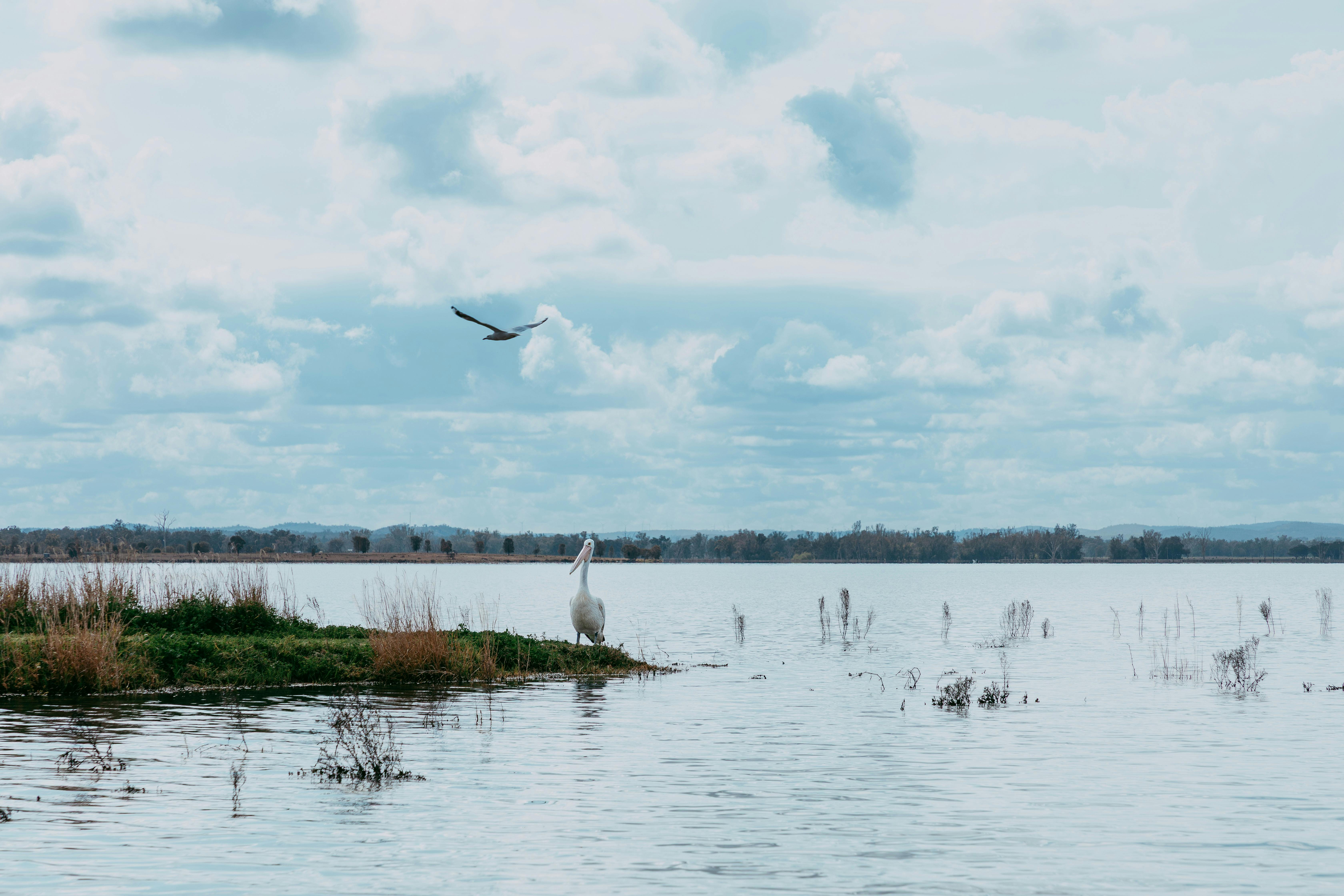 Beautiful & vibrant birdlife at Coolmunda Dam