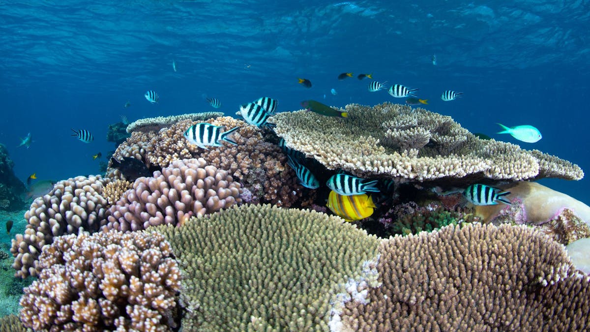 Snorkel the Great Barrier Reef straight off the Beach on Wilson Island
