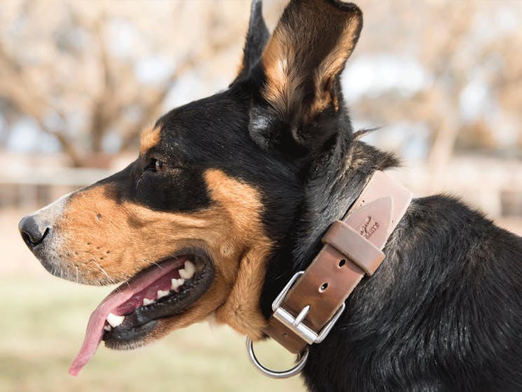 Leather Working Dog Collar | Angus Barrett Saddlery