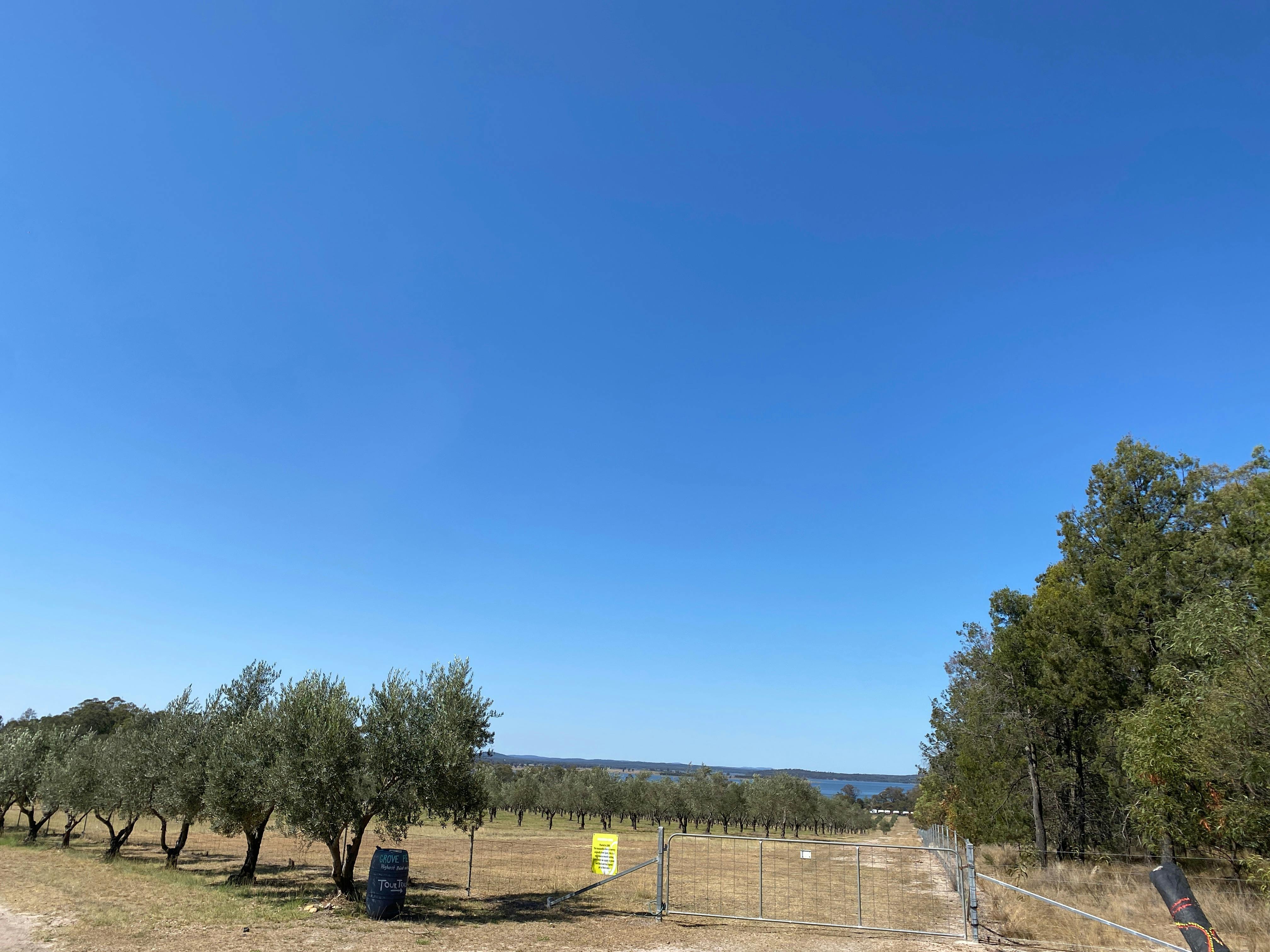 Coolmunda Organic Olives
