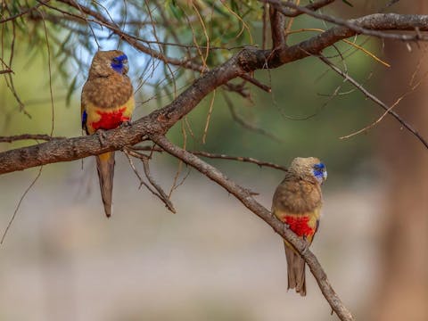 Mungo Outback & Conservation Journey, Victoria & New South Wales