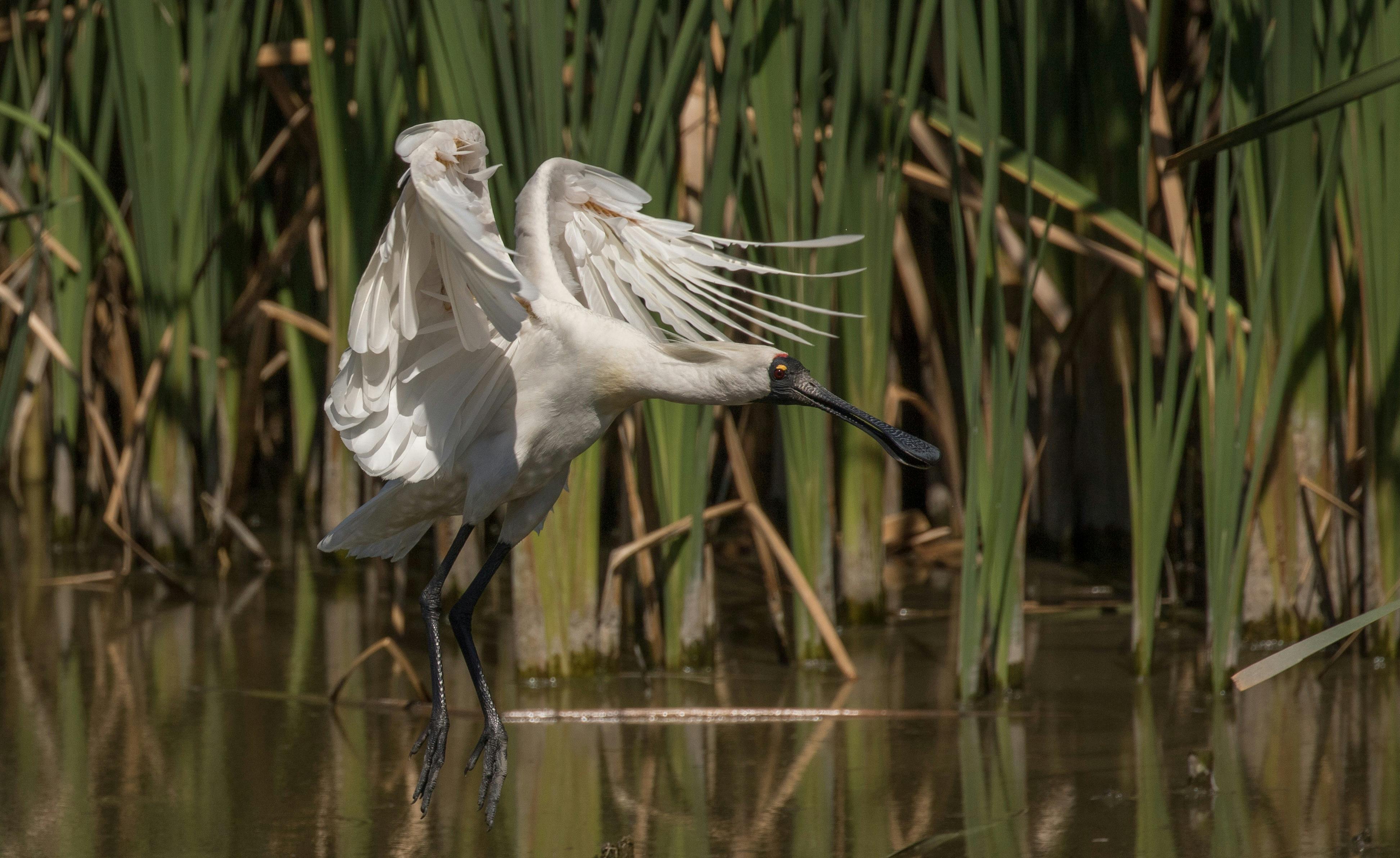 Royal Spoonbill at Jerrabomberra Wetlands