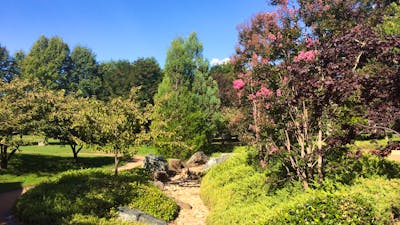Japanese plantings in Canberra Nara Peace Park