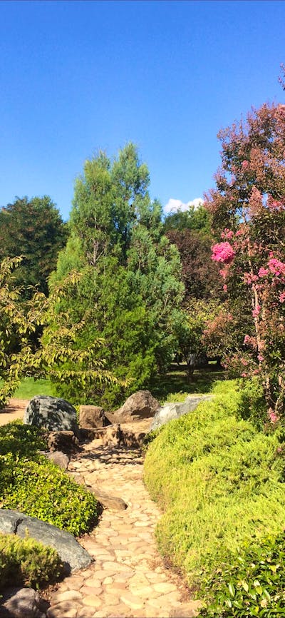 Japanese plantings in Canberra Nara Peace Park