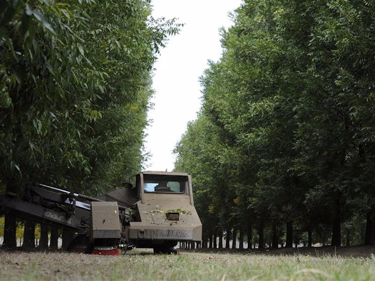 Stahmann Pecan Nut Farm