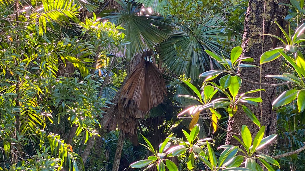Hinchinbrook Eco Experience