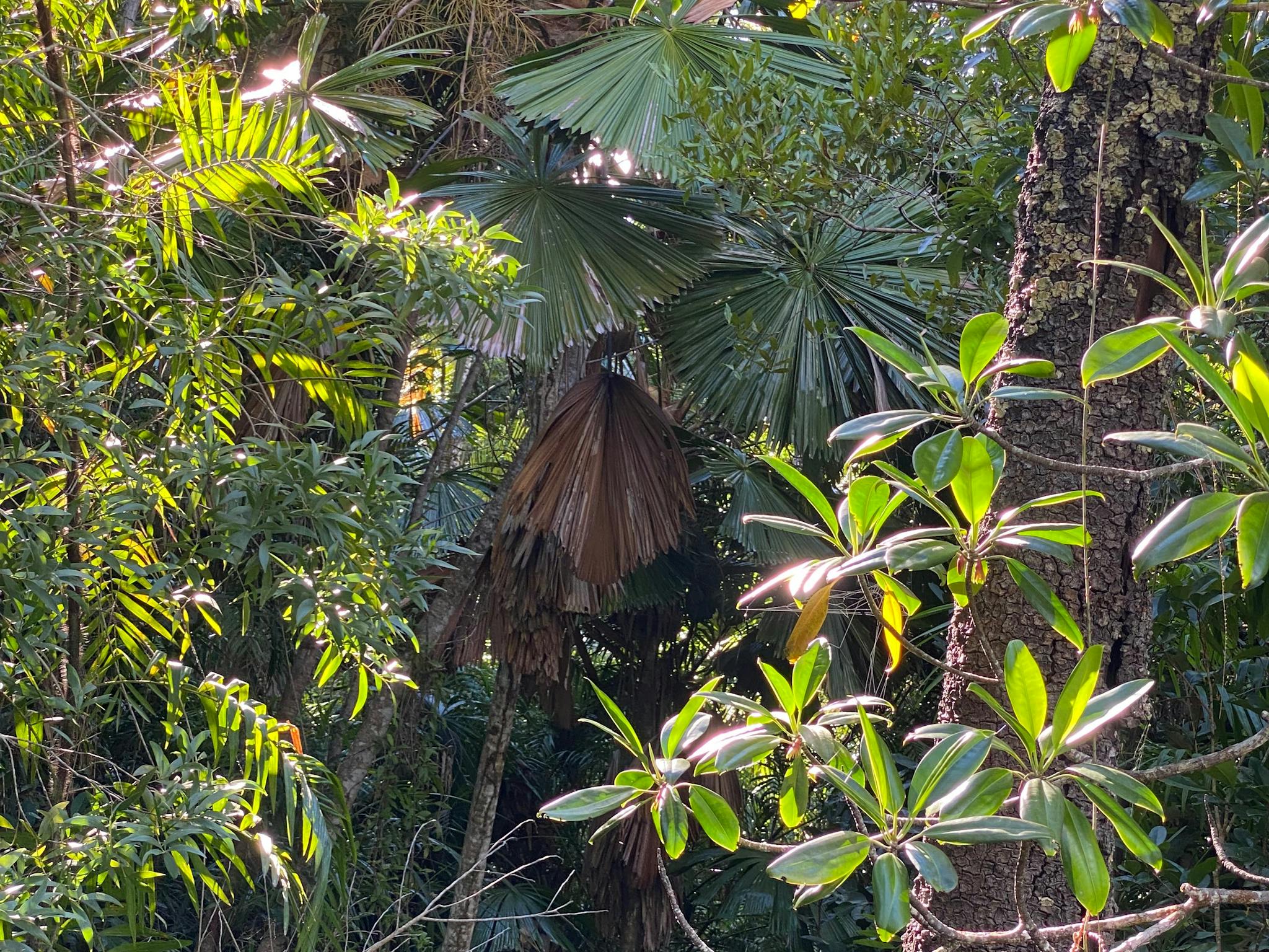 Tropical rainforest adorns Drluge inlets crystal clear creeks, the largest on hinchinbrook island