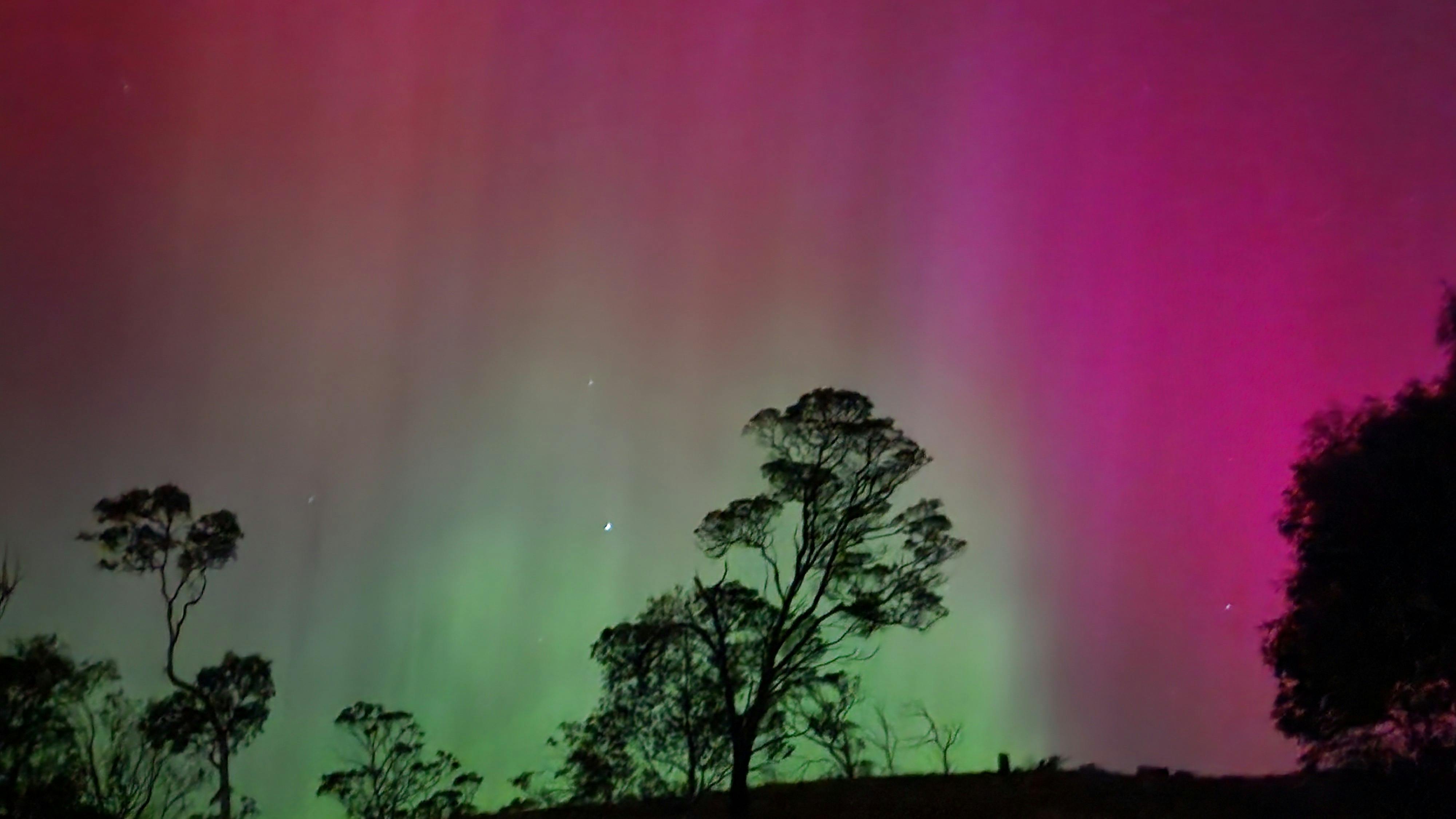 Colourful Aurora Australis lighting the night sky above trees at Mt Rumney