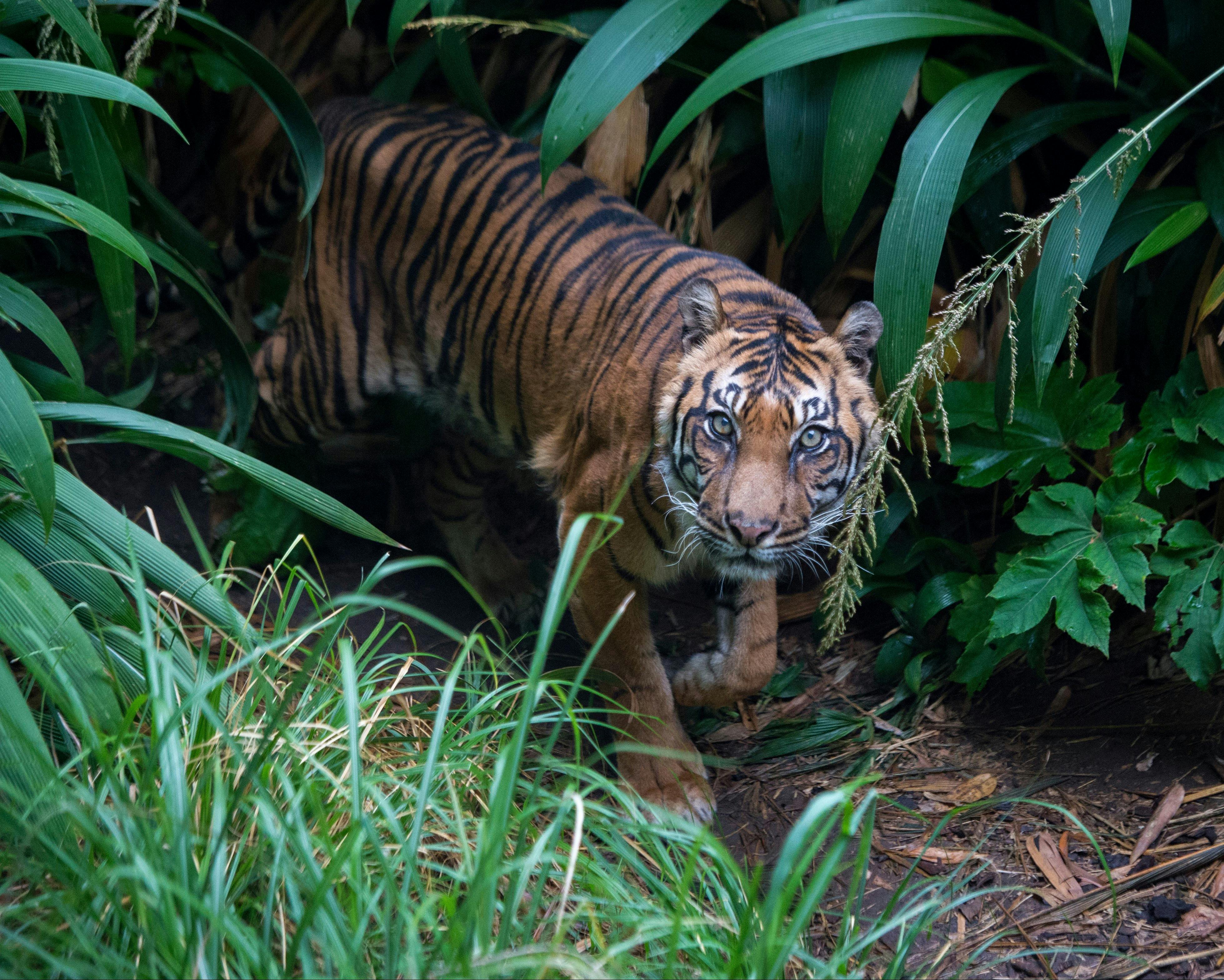 Adelaide Zoo