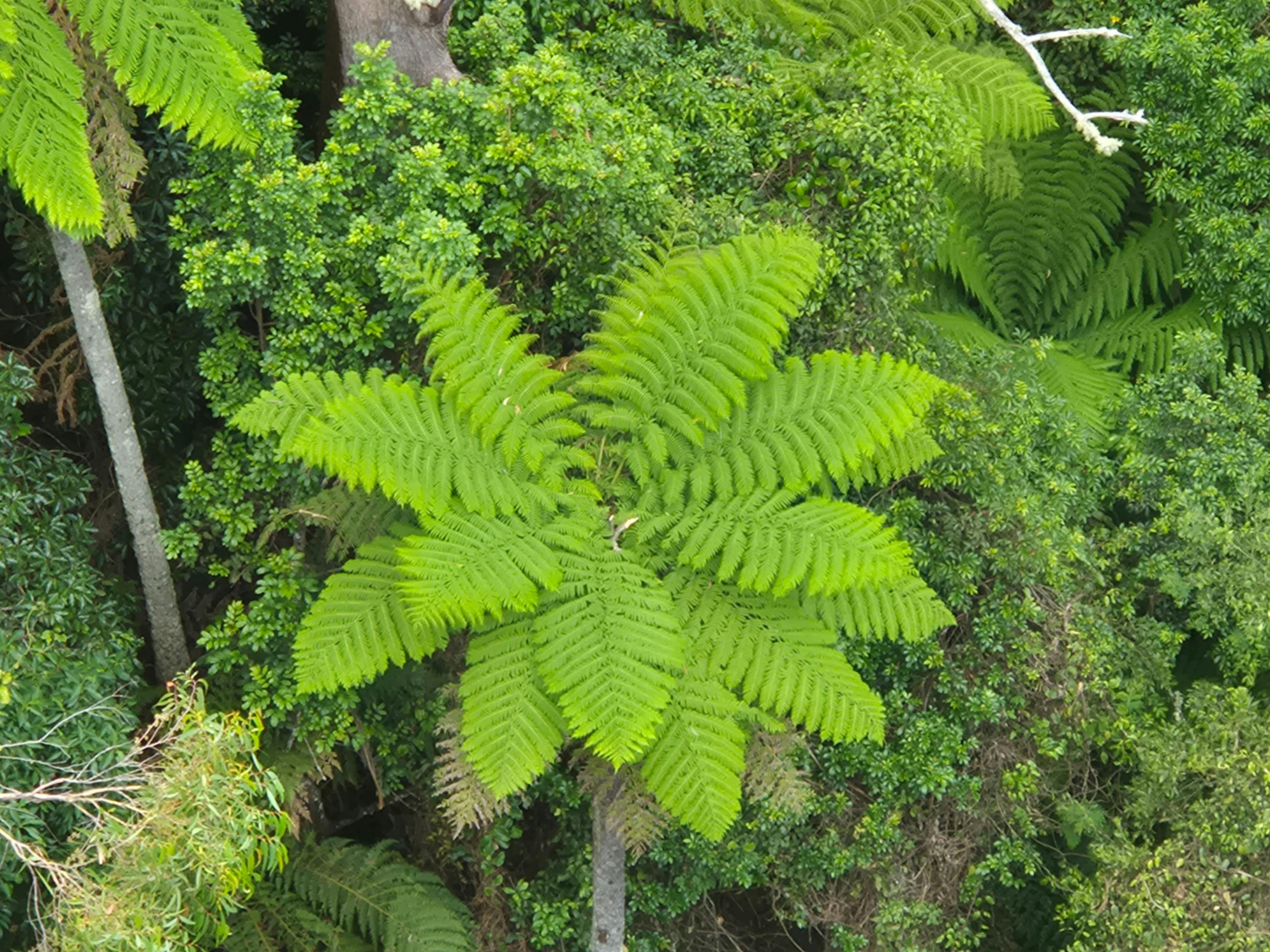 Minnamurra Rainforest - Cabbage Palm