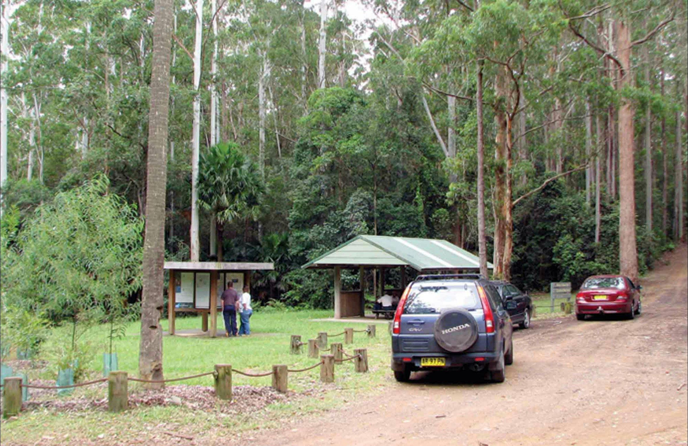 Wallingat Forest drive, Wallingat National Park. Photo: Ian Charles/NSW Government