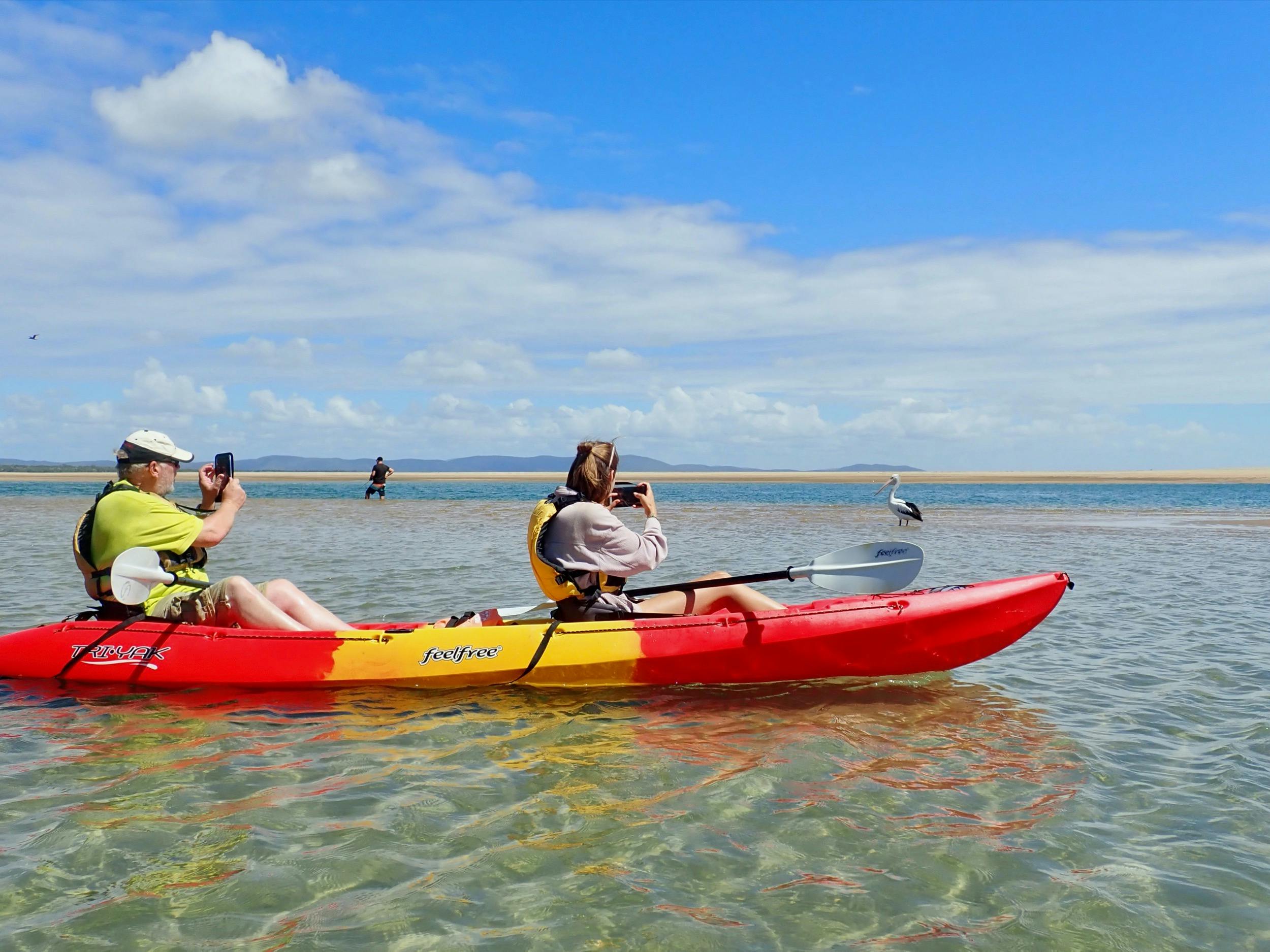 Taking photos of pelicans on a guided kayak tour with 1770 Liquid Adventures