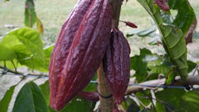 Cocoa pod hanging on a tree