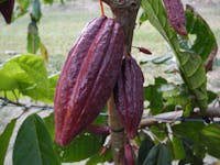 Cocoa pod hanging on a tree